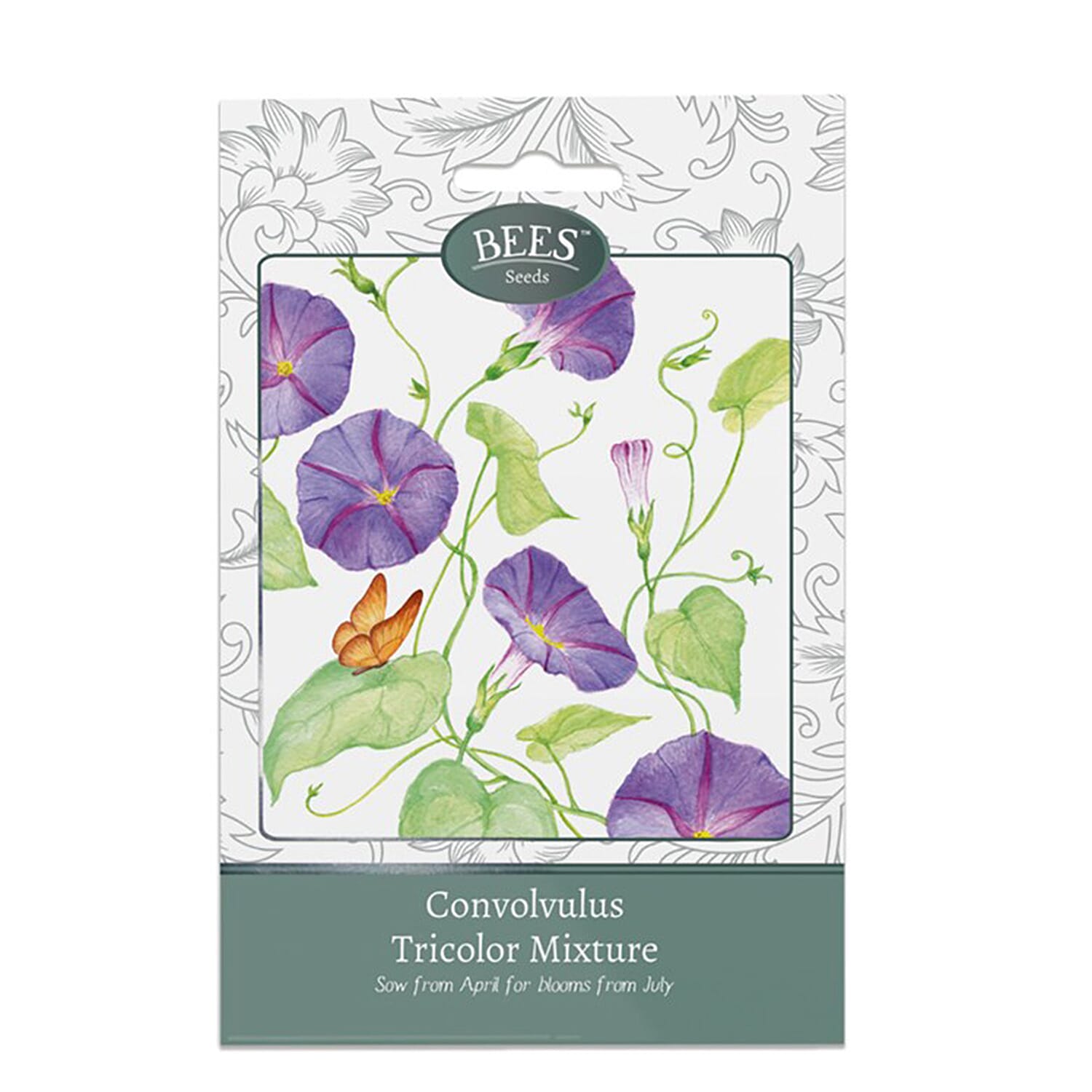 Morning Glory Flower Seeds (Sow by End 2027) - Violet