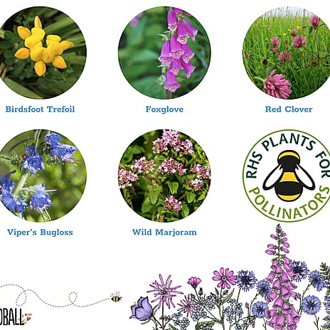 Seedball Bee Mix 100-Ball Wildflower Grab Bag - Yellow