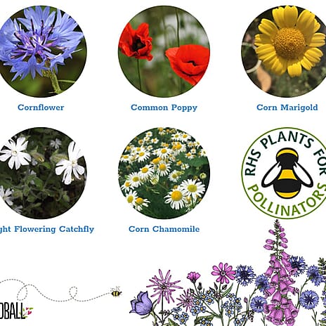 Seedball Annuals Mix 100-Ball Wildflower Grab Bag - Pink