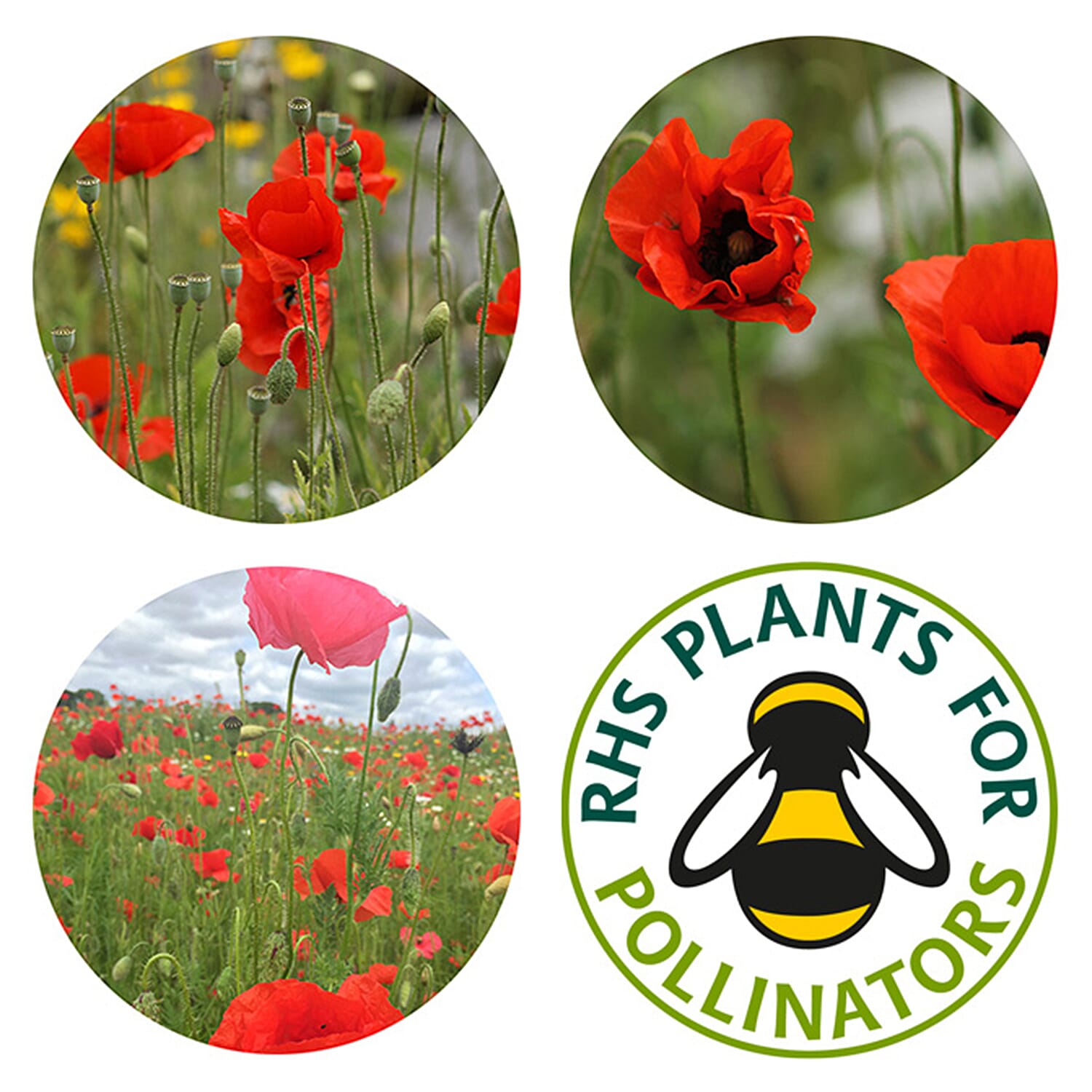 Seedball Poppy Mix 100-Ball Wildflower Grab Bag - Red