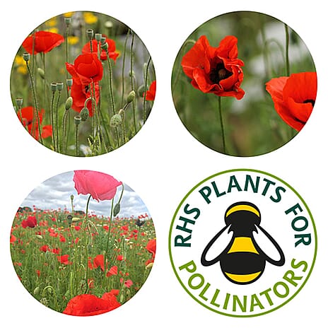 Seedball Poppy Mix 100-Ball Wildflower Grab Bag - Red