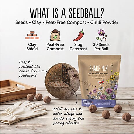 Seedball Shade Mix 100-Ball Wildflower Grab Bag - Violet