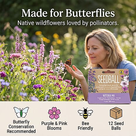 Seedball Bee Mix 12-Ball Wildflower Hanging Pack - Purple