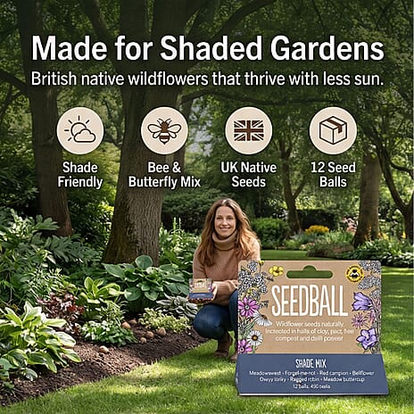 Seedball Bee Mix 12-Ball Wildflower Hanging Pack - Violet