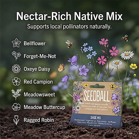 Seedball Bee Mix 12-Ball Wildflower Hanging Pack - Violet