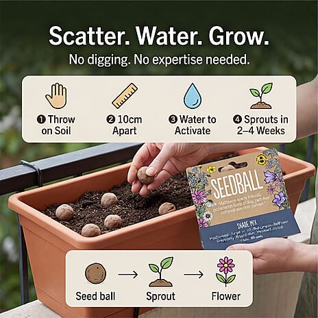 Seedball Bee Mix 12-Ball Wildflower Hanging Pack - Violet