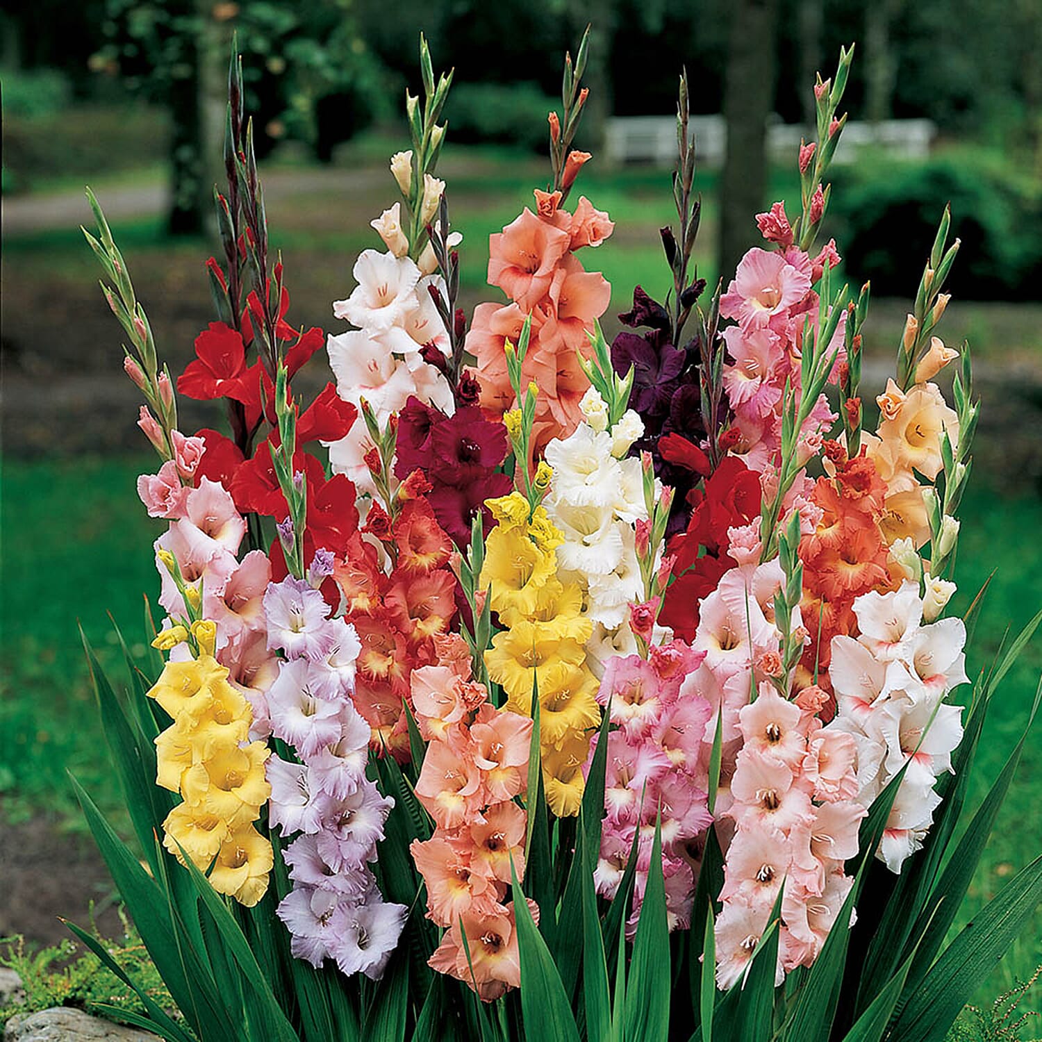 Gardening Direct Collection of 300 Summer Bulb with 7 Mixed Varieties