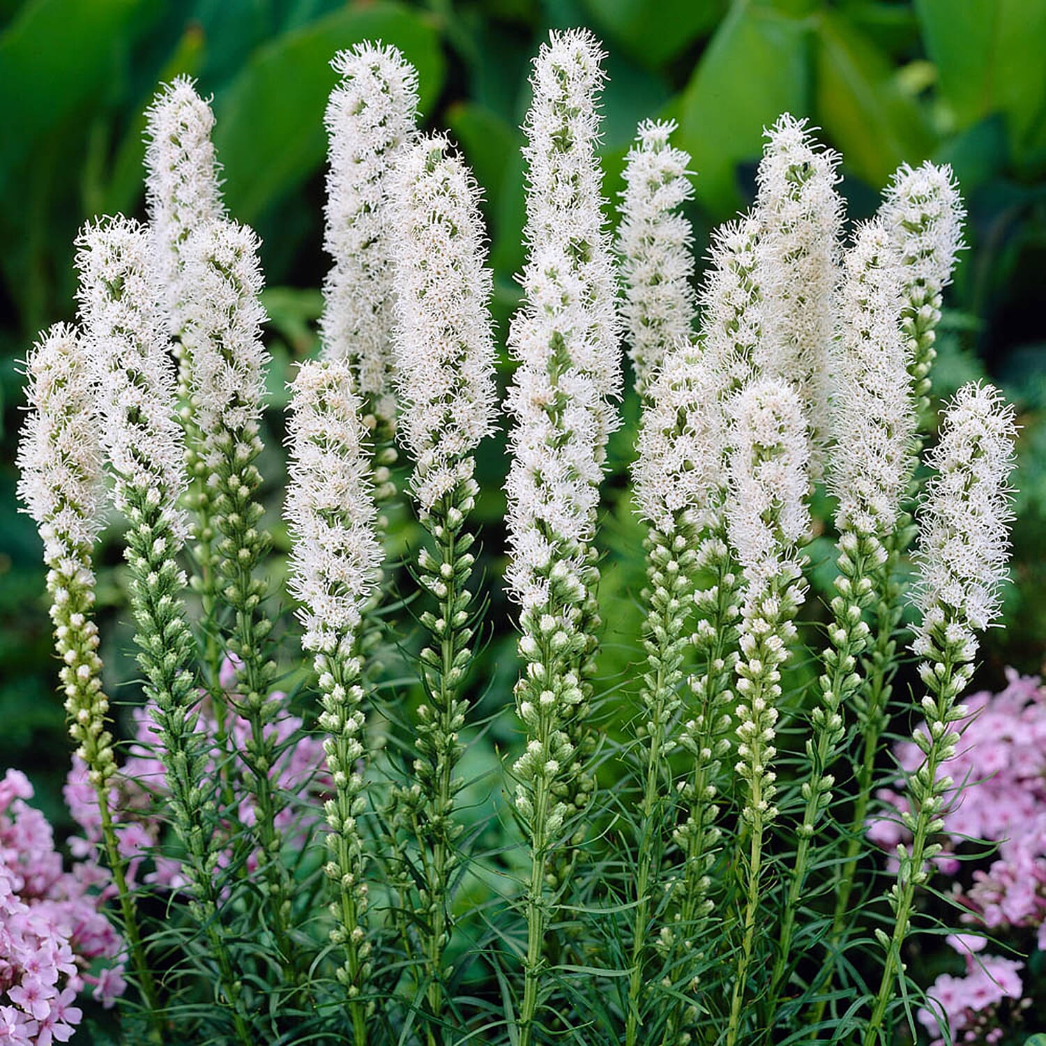 Gardening Direct Collection of 300 Summer Bulb with 7 Mixed Varieties