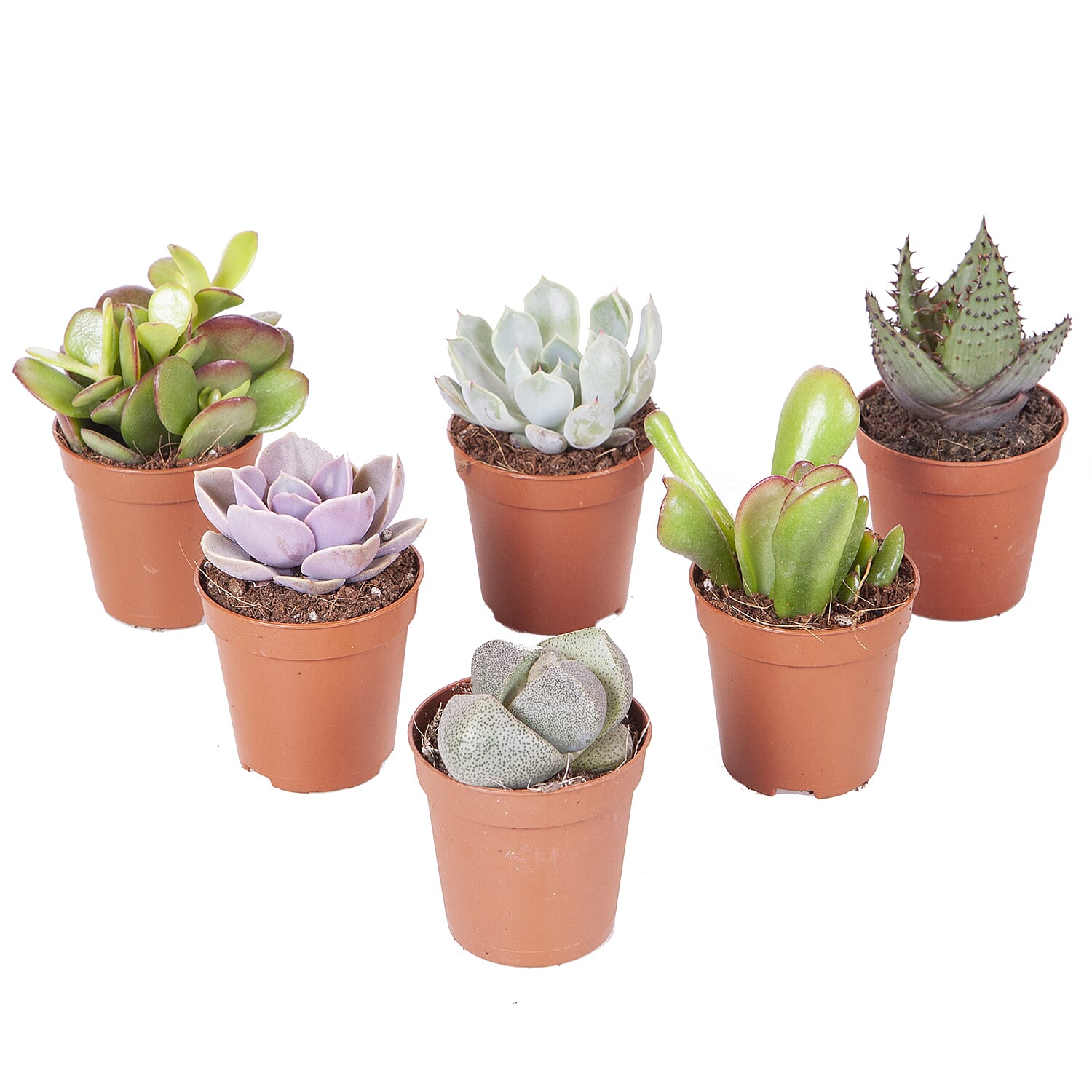 YGL  - Plant  - Live Plants - One Size - Multicolor