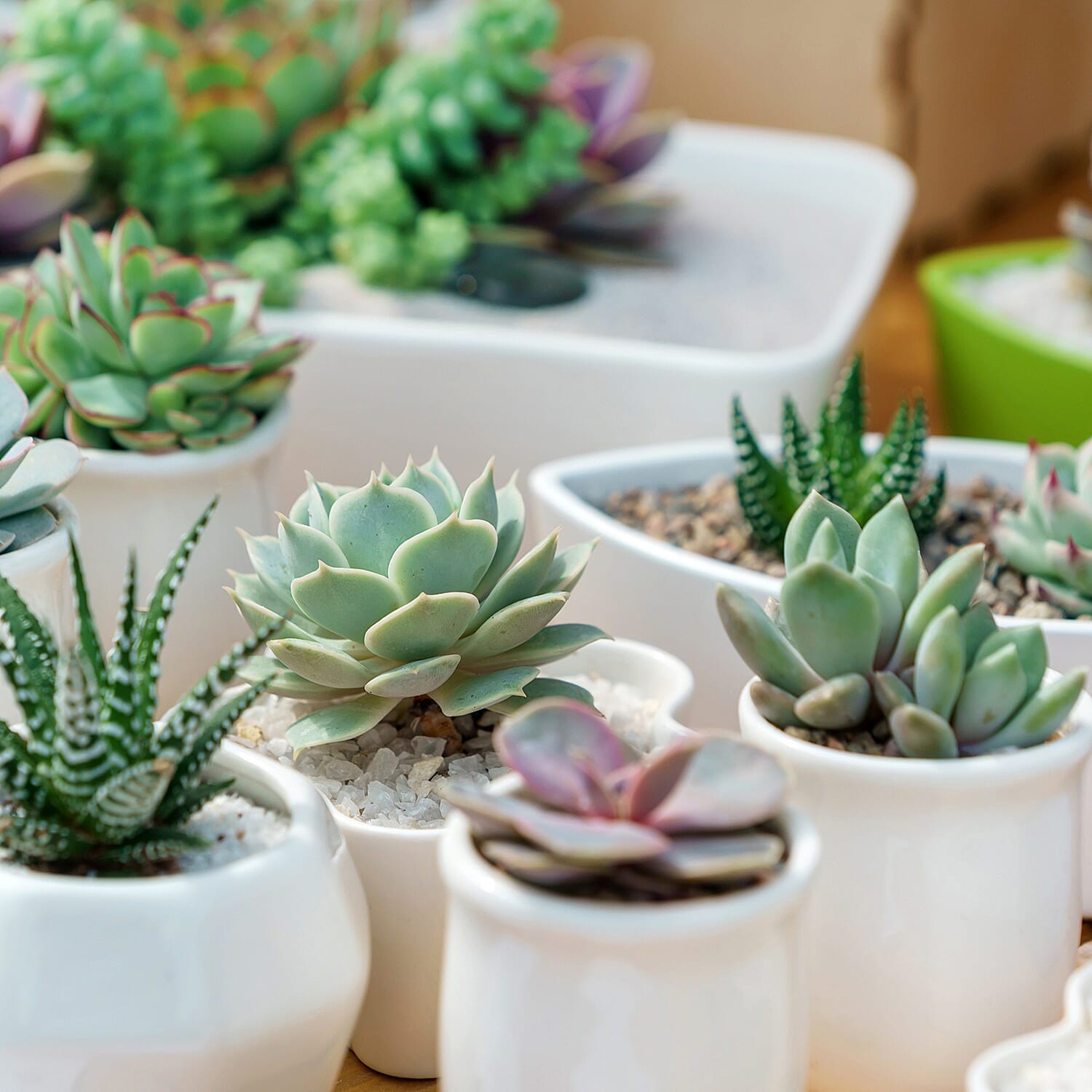 YGL  - Plant  - Live Plants - One Size - Multicolor