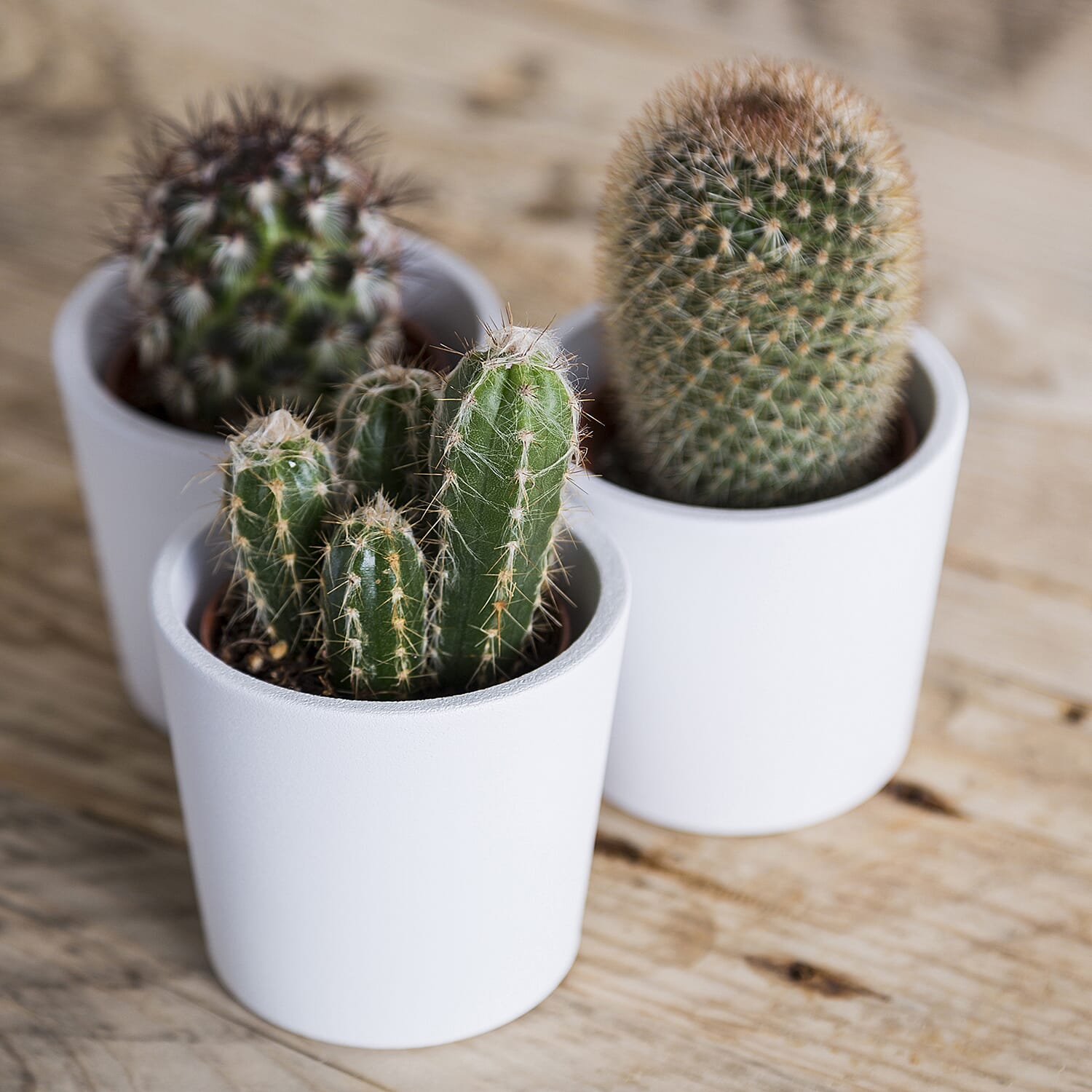 YGL  - Plant  - Live Plants - One Size - Multicolor