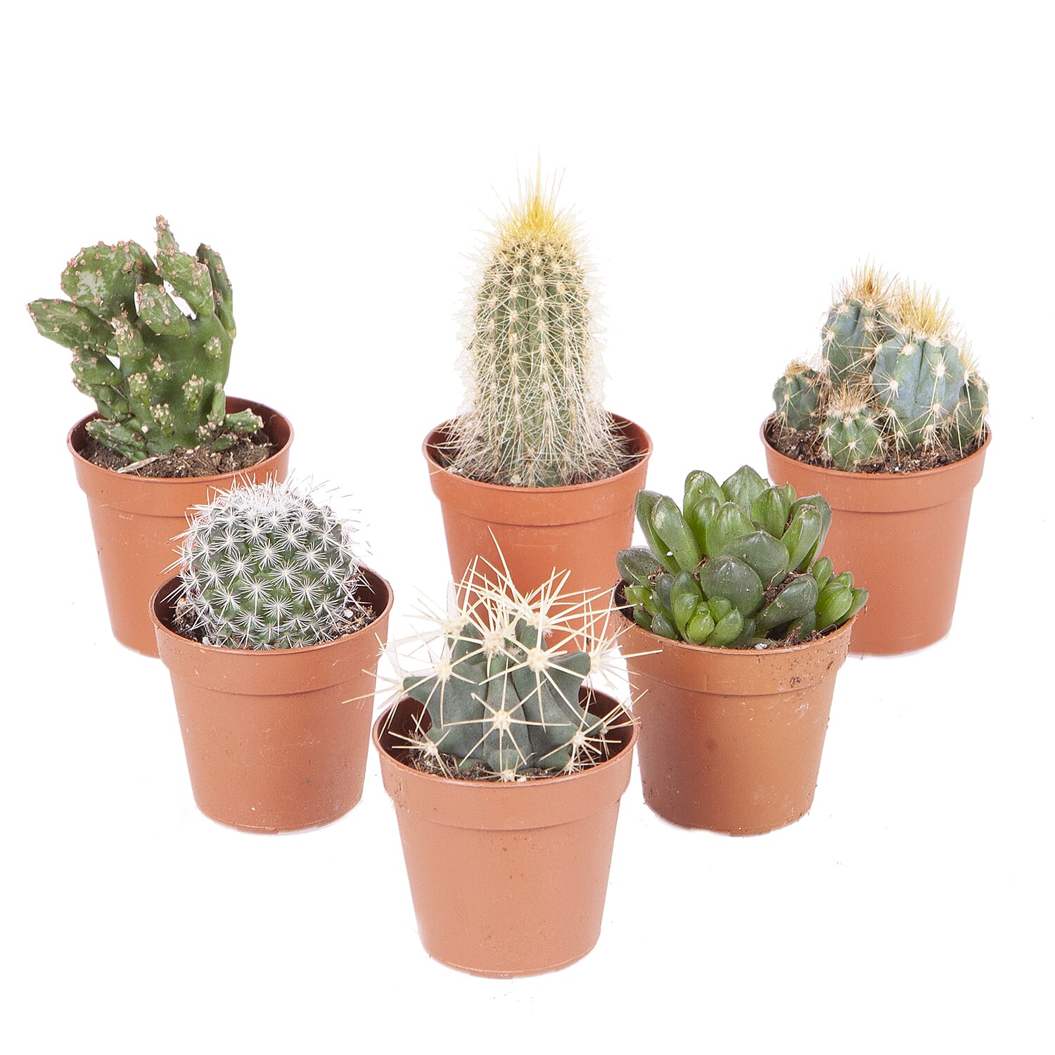 YGL  - Plant  - Live Plants - One Size - Multicolor