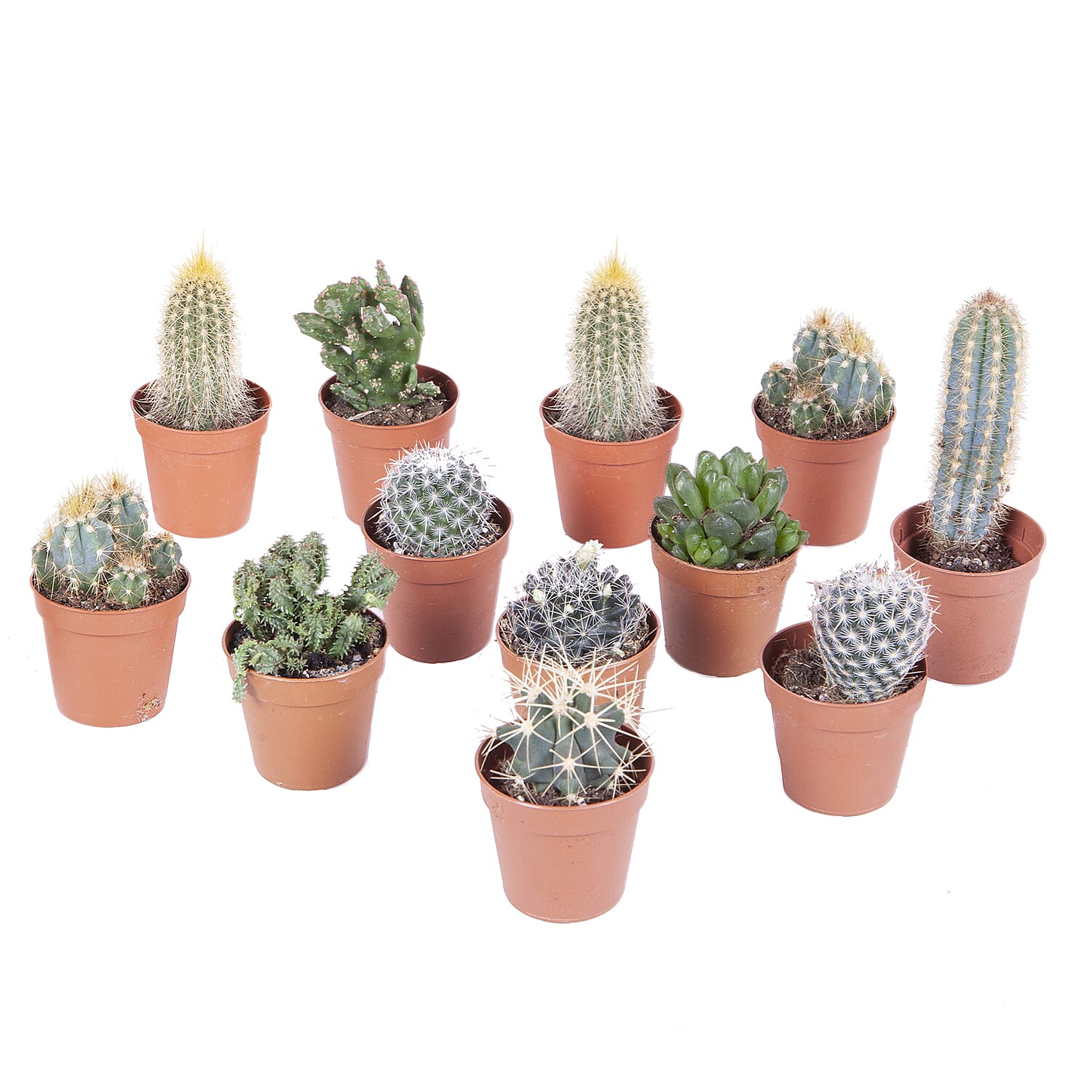 YGL  - Plant  - Live Plants - One Size - Multicolor