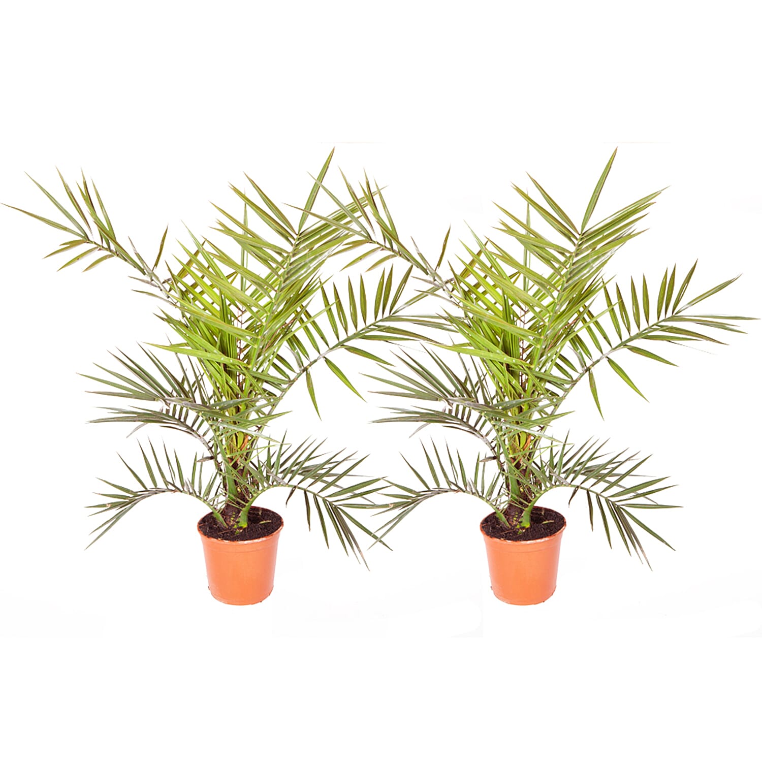 YGL  - Plant  - Live Plants - One Size - Multicolor