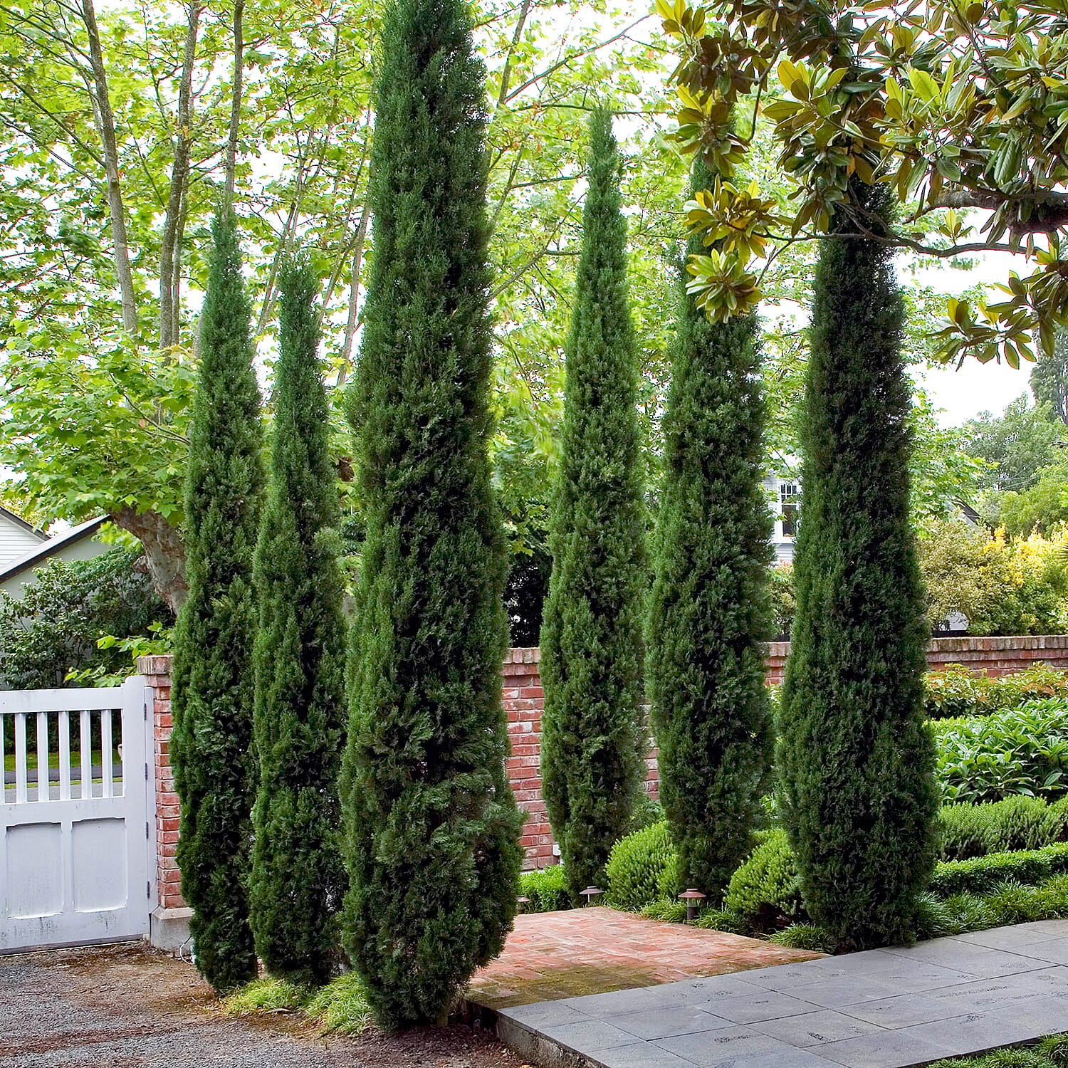 Gardening Direct Pair of Italian Cypress Trees 1.2-1.4