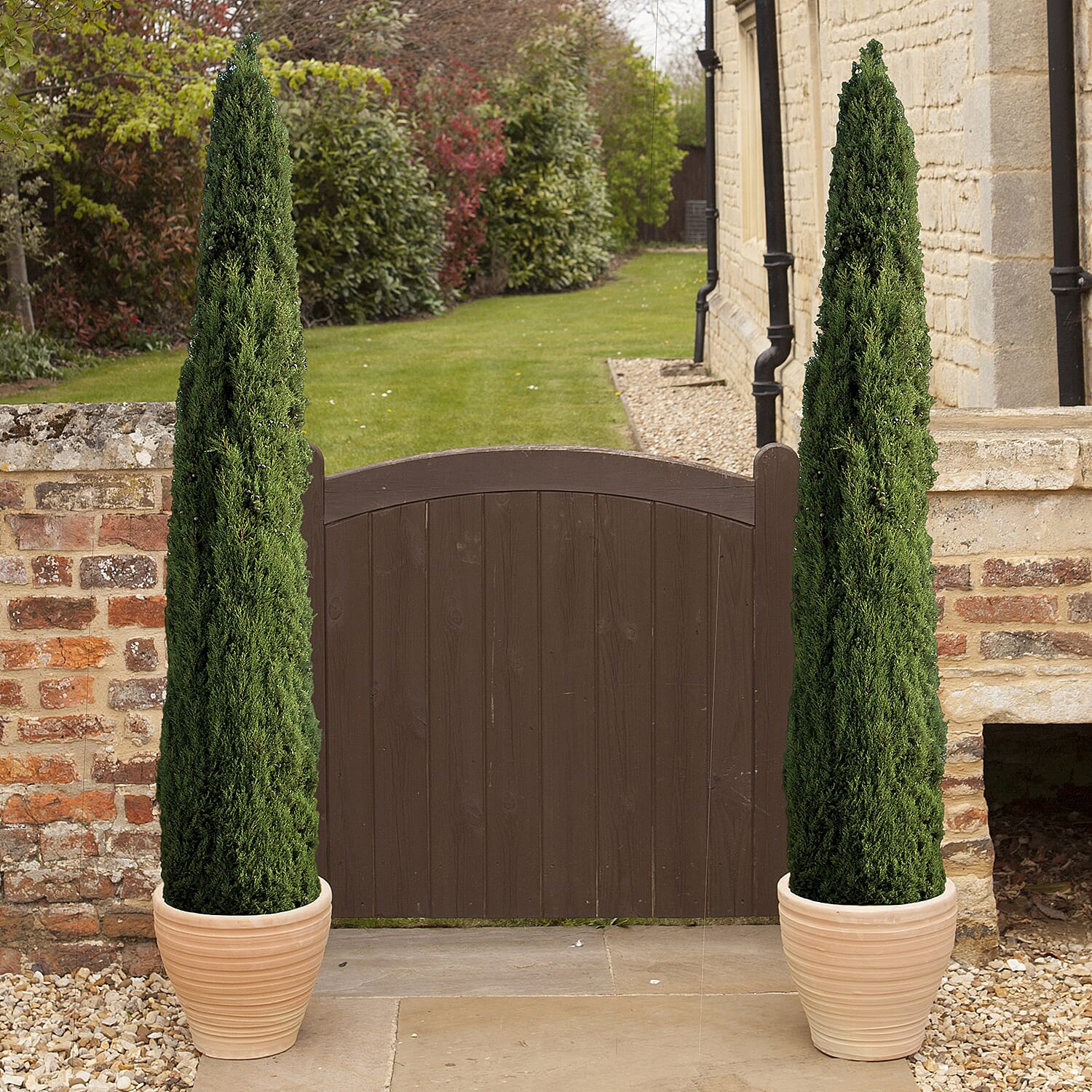 Gardening Direct Pair of Italian Cypress Trees 1.2-1.4