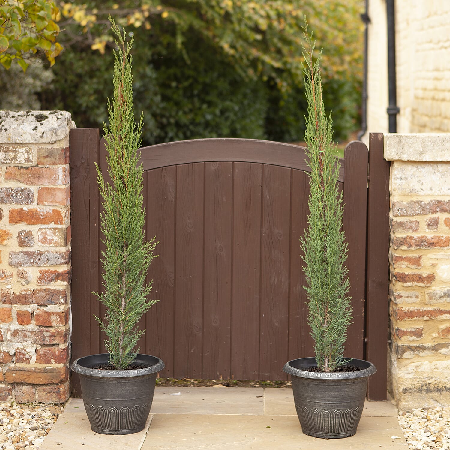 Gardening Direct Pair of Italian Cypress Trees 1.2-1.4
