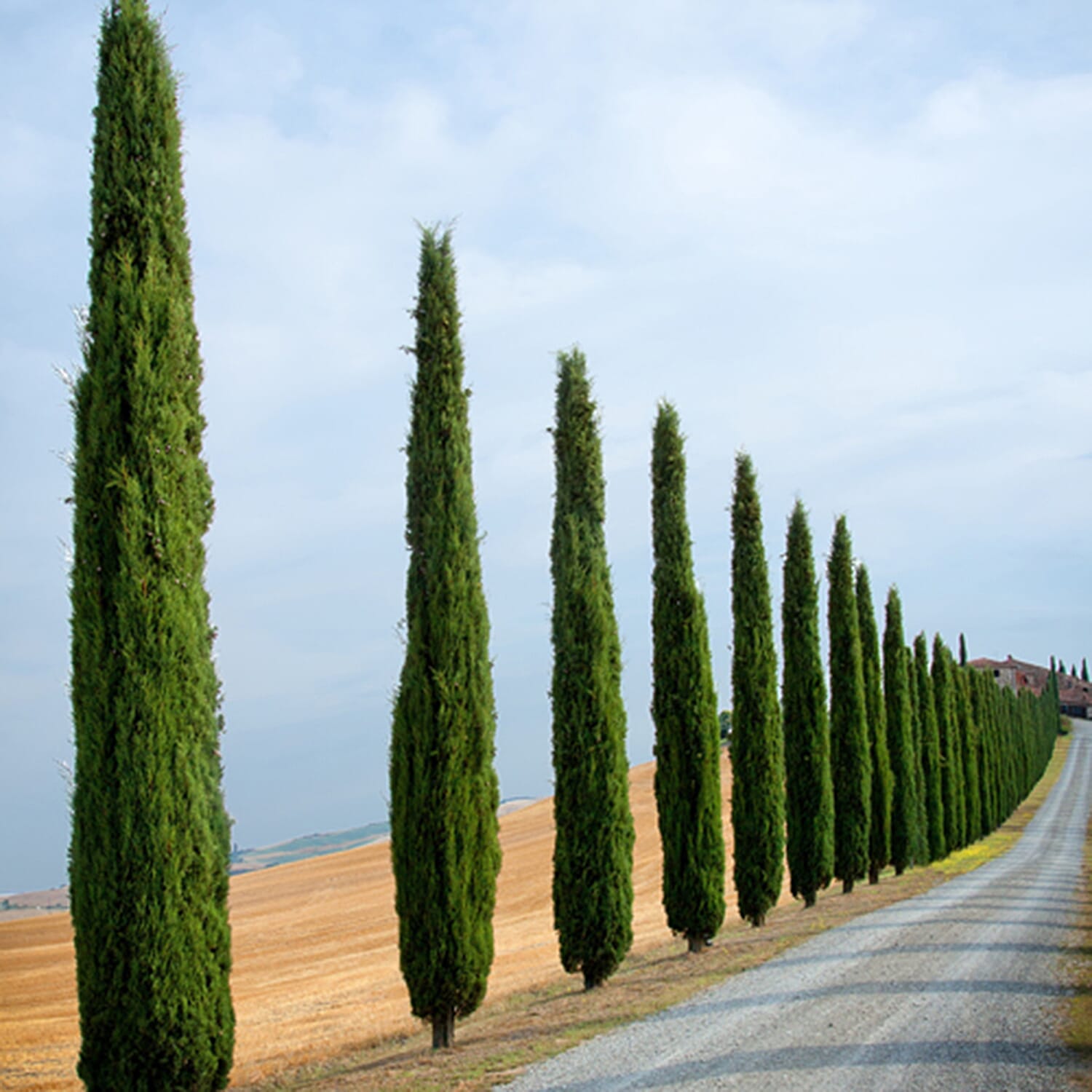 Gardening Direct Pair of Italian Cypress Trees 1.2-1.4