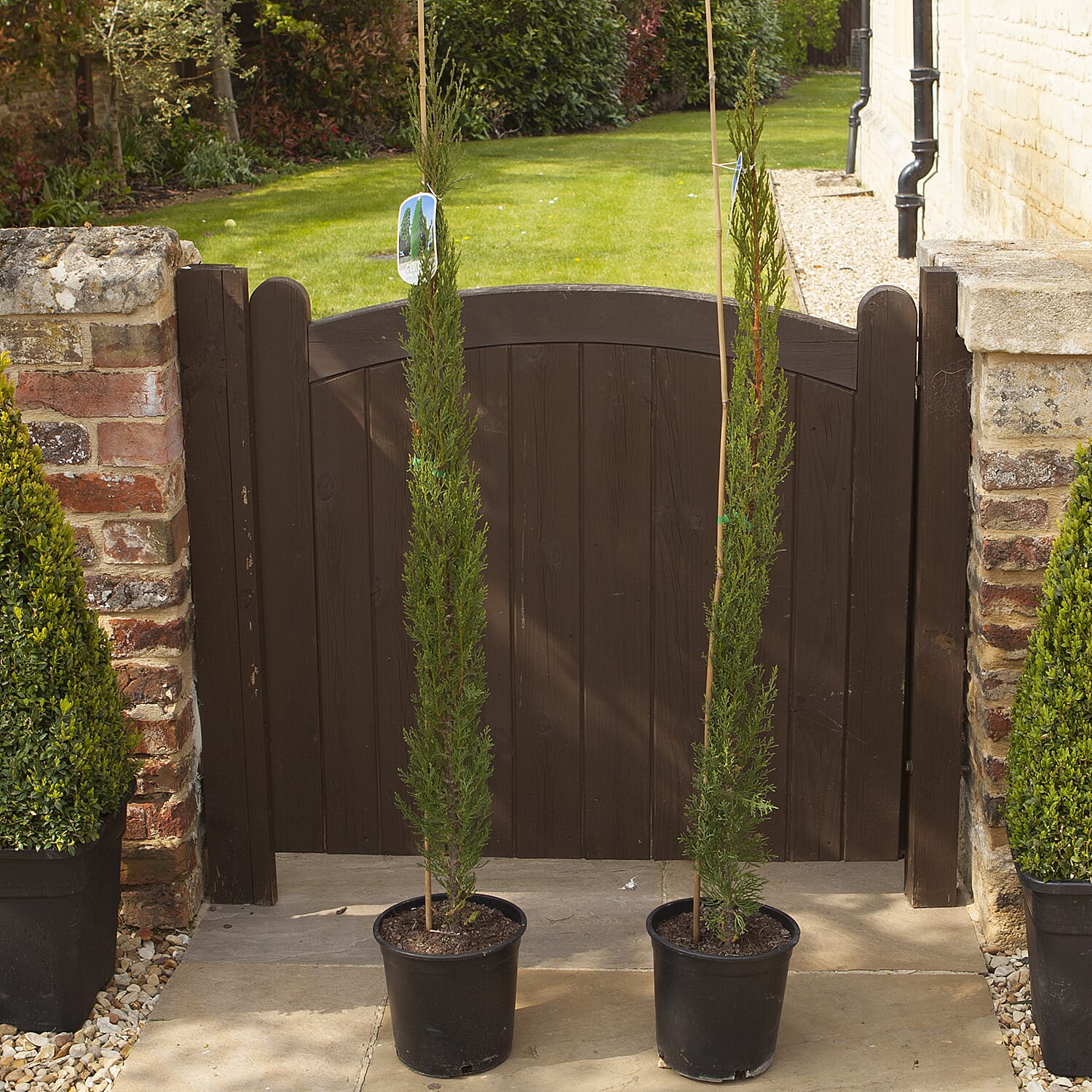Gardening Direct Pair of Italian Cypress Trees 1.2-1.4