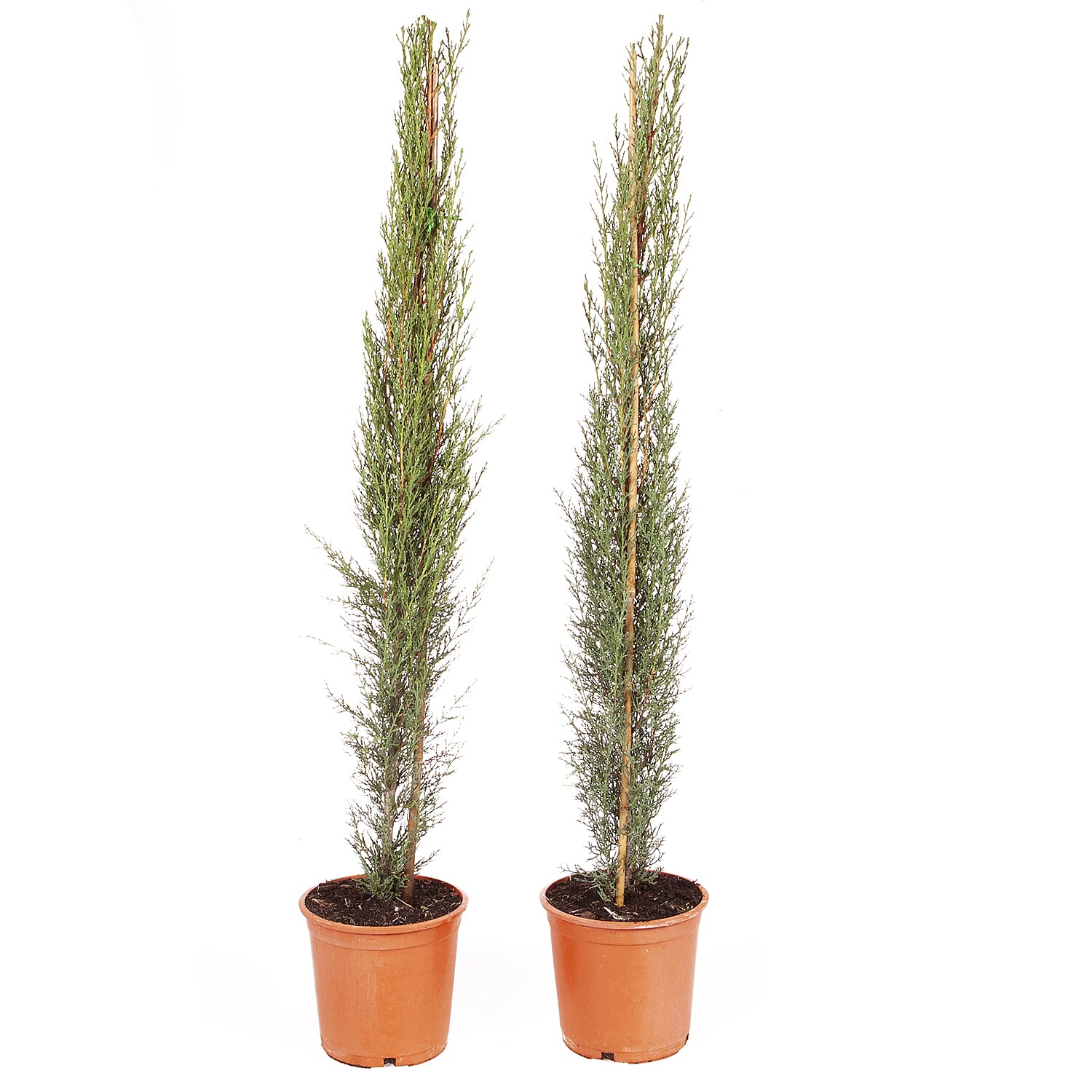 Gardening Direct Pair of Italian Cypress Trees 1.2-1.4