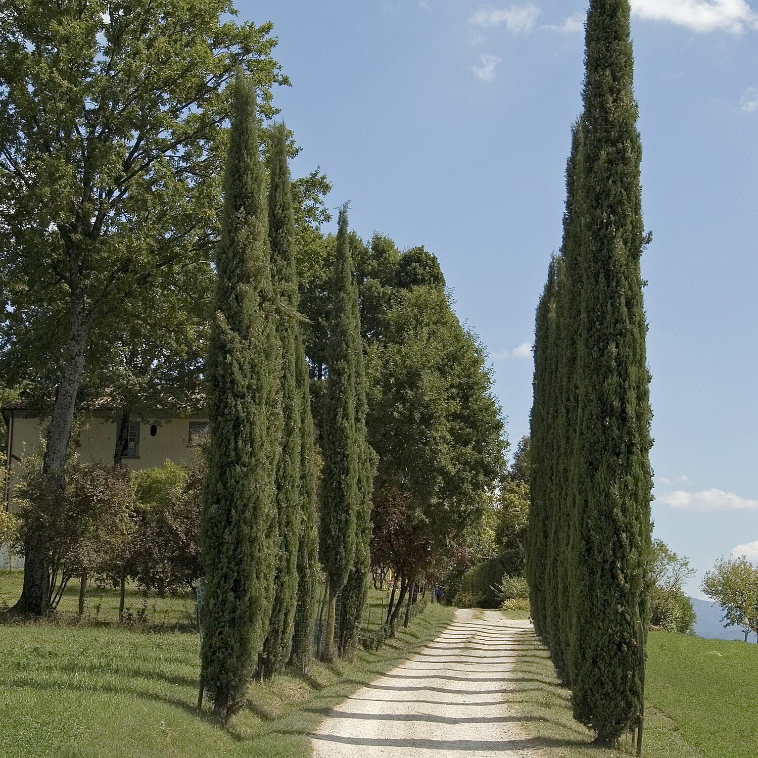 Gardening Direct Pair of Italian Cypress Trees 1.2-1.4