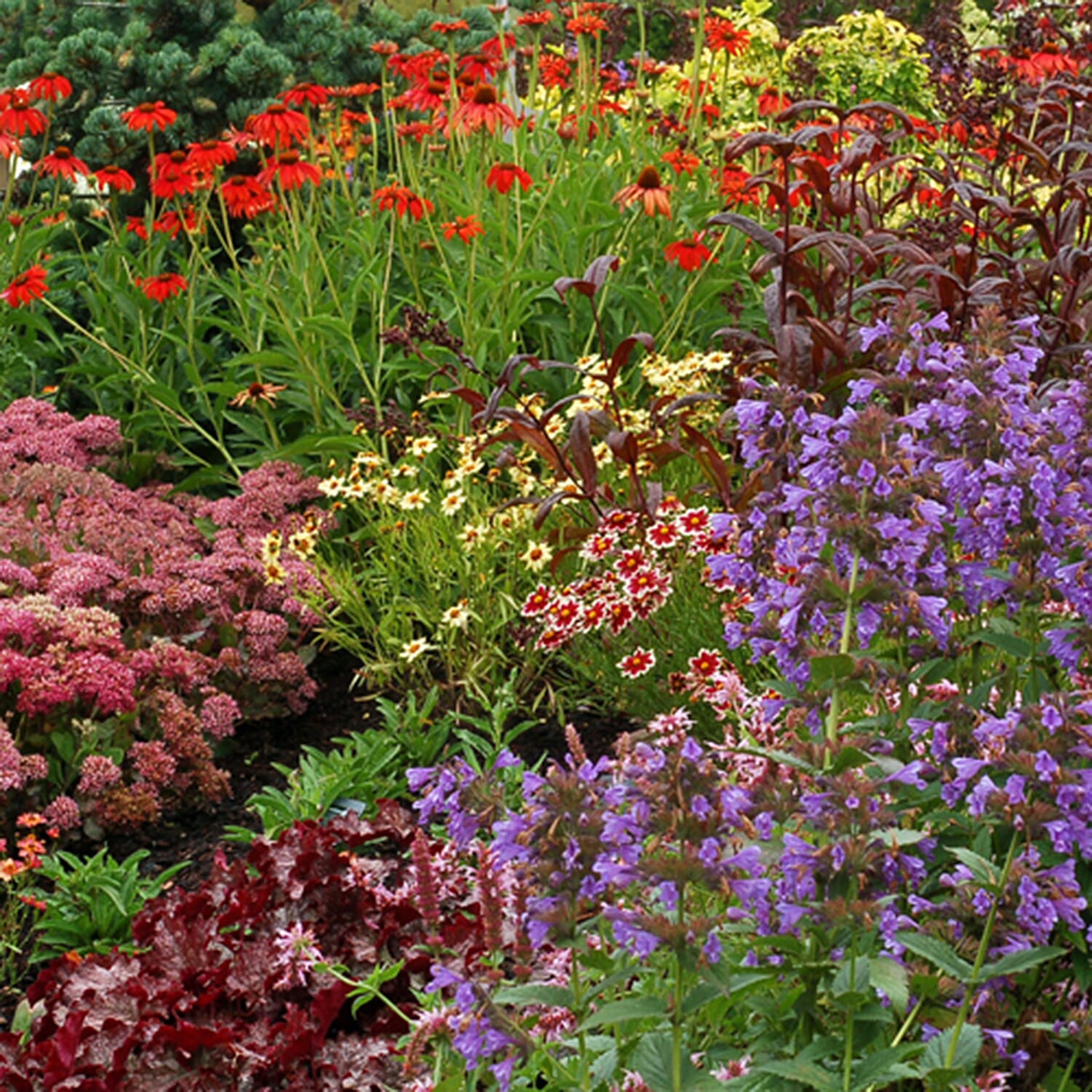 Gardening Direct Mixed Summer Flowering Perennial Collection 9cm Pots x 12