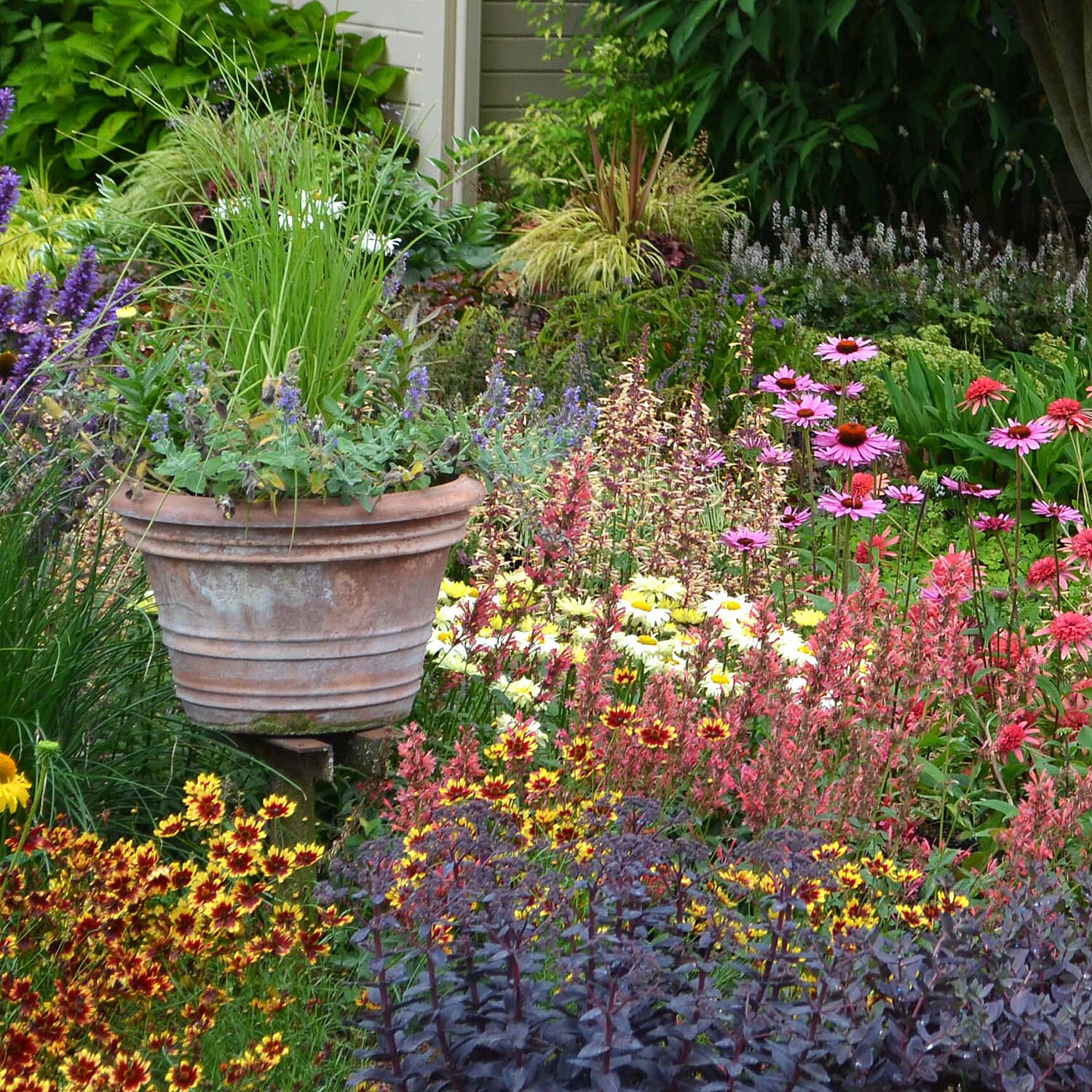 Gardening Direct Mixed Summer Flowering Perennial Collection 9cm Pots x 12
