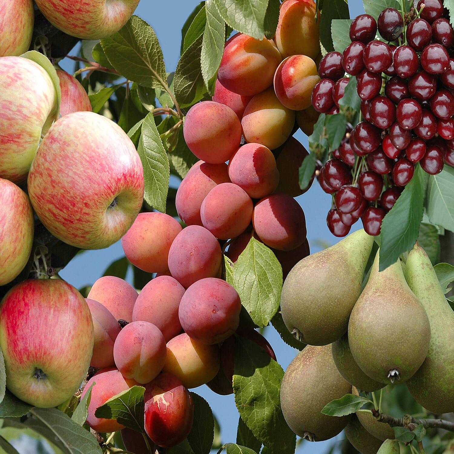 Gardening Direct The Ultimate Mini Orchard Collection x 4 Bare Root Fruit Trees