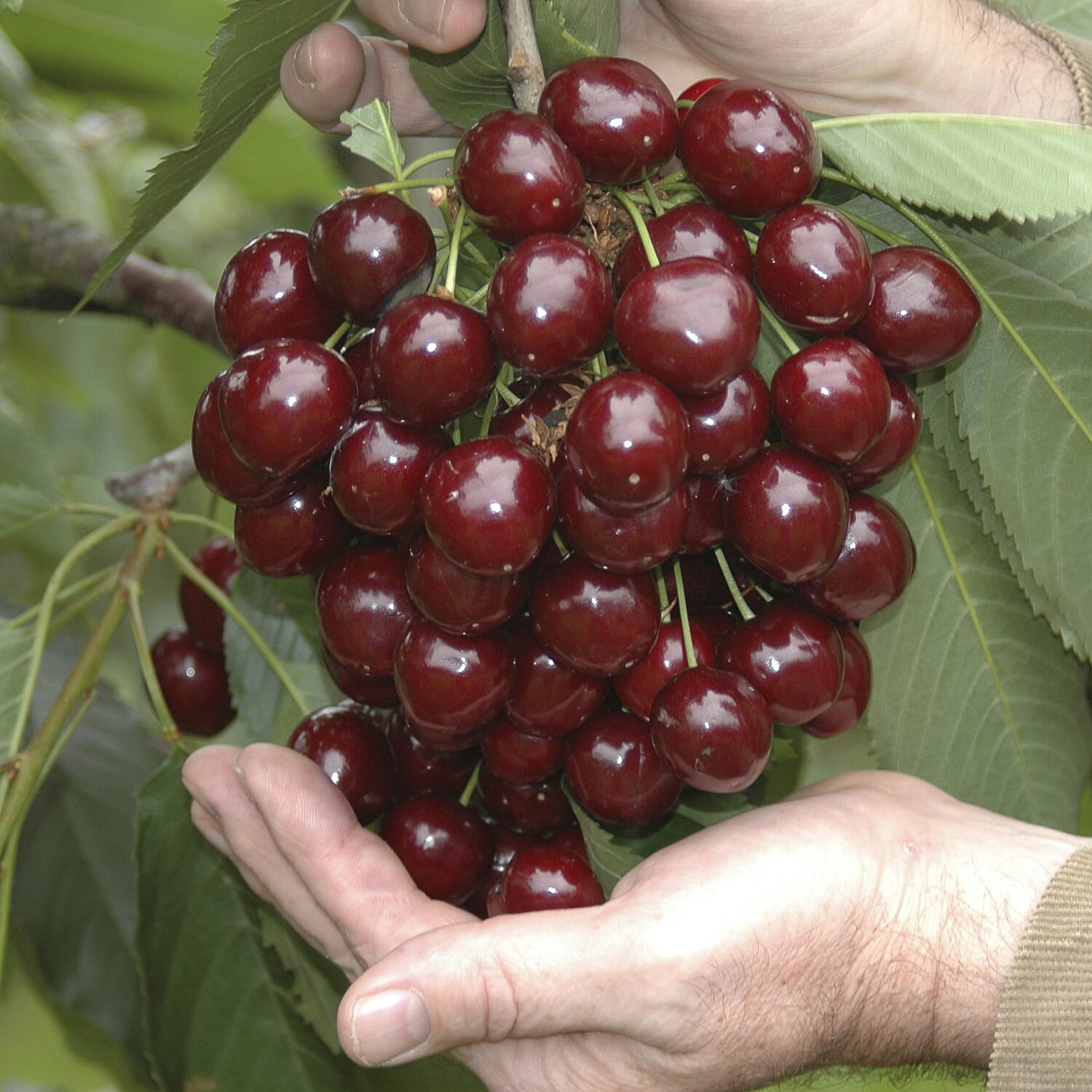 Gardening Direct The Ultimate Mini Orchard Collection x 4 Bare Root Fruit Trees