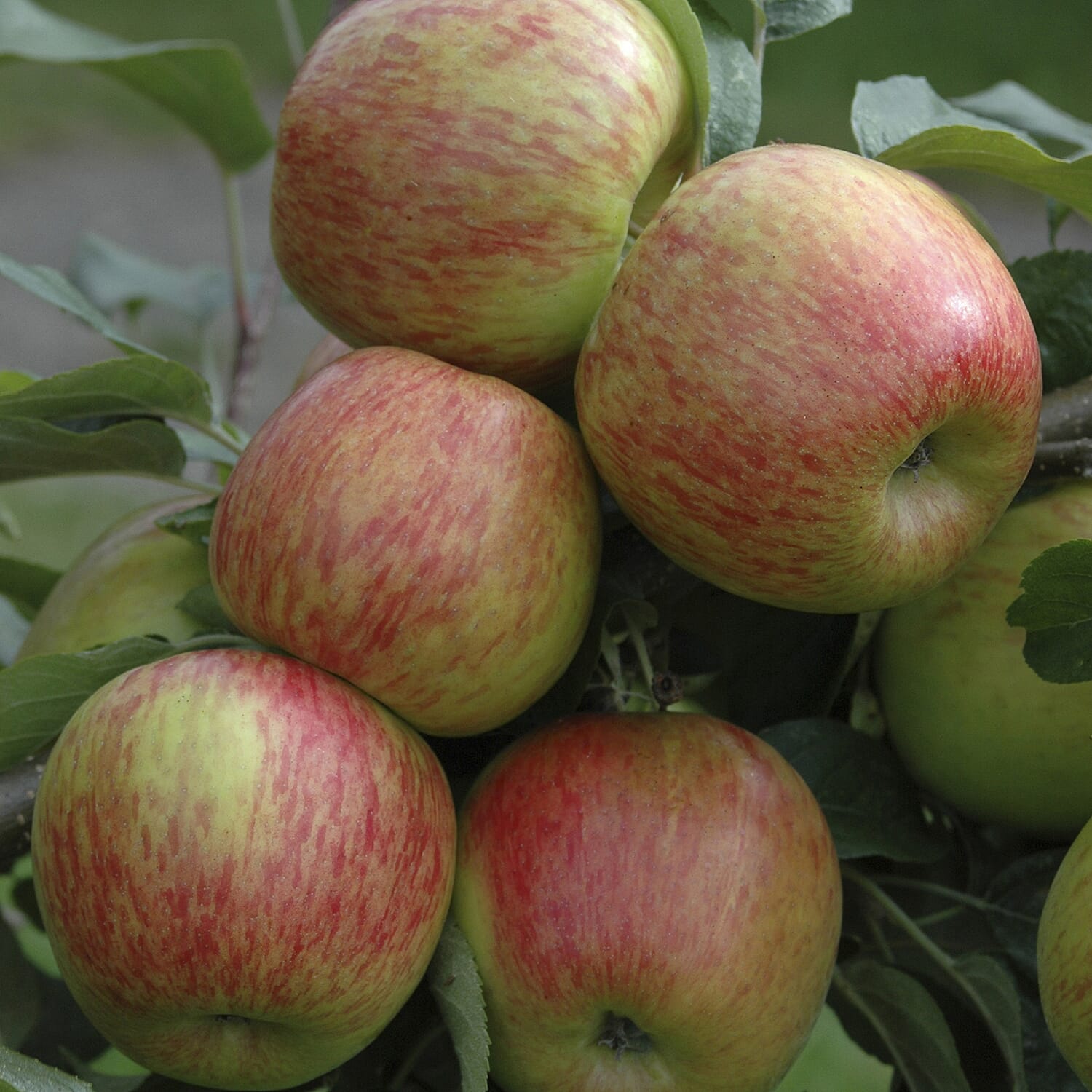 Gardening Direct The Ultimate Mini Orchard Collection x 4 Bare Root Fruit Trees