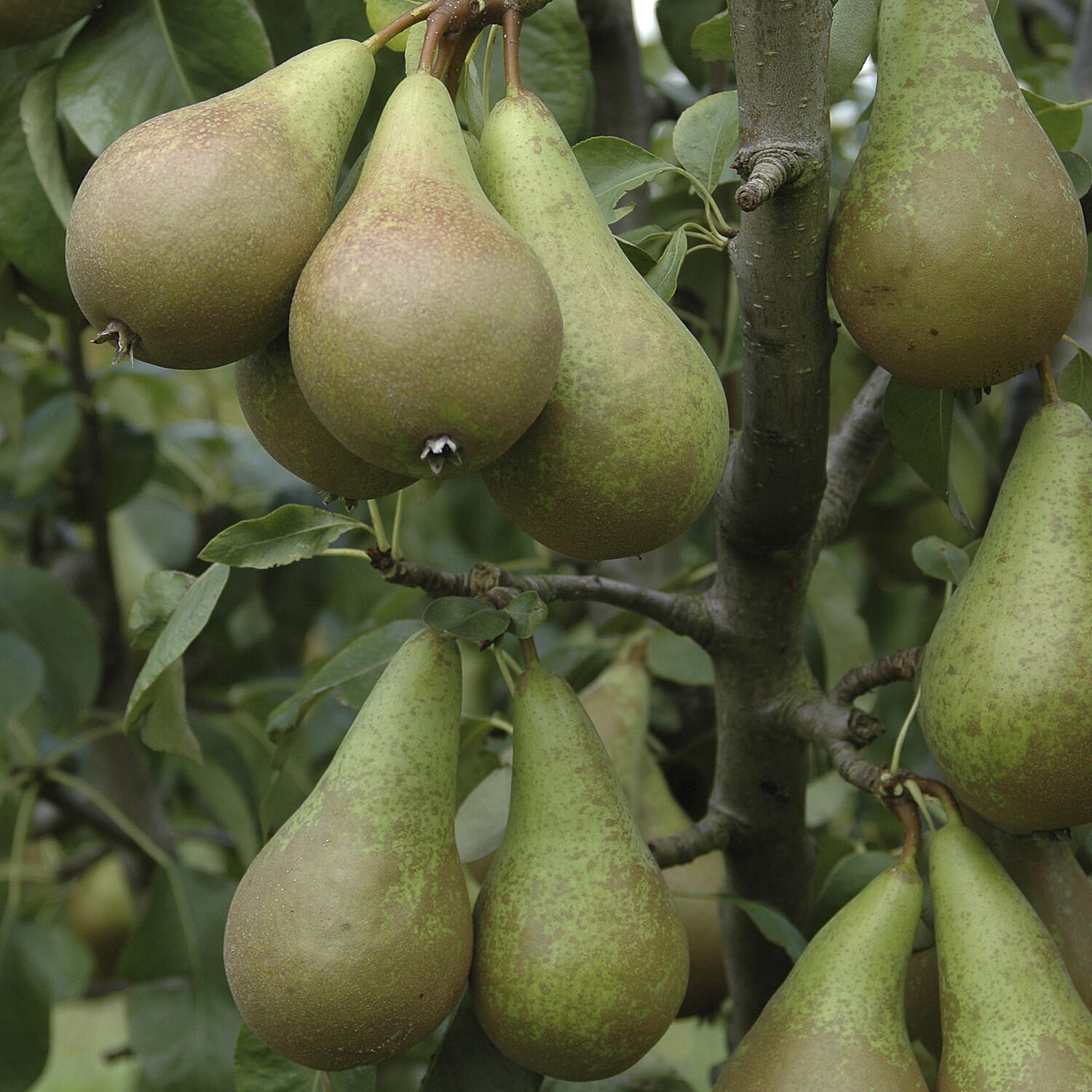 Gardening Direct The Ultimate Mini Orchard Collection x 4 Bare Root Fruit Trees