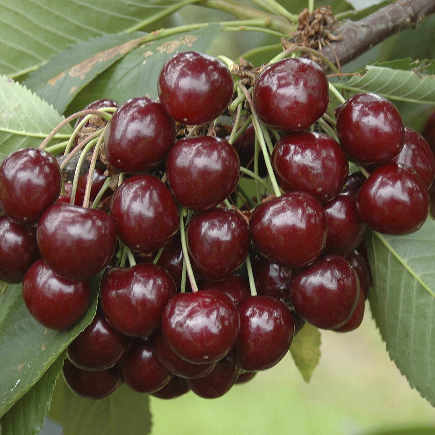 Gardening Direct The Ultimate Mini Orchard Collection x 4 Bare Root Fruit Trees