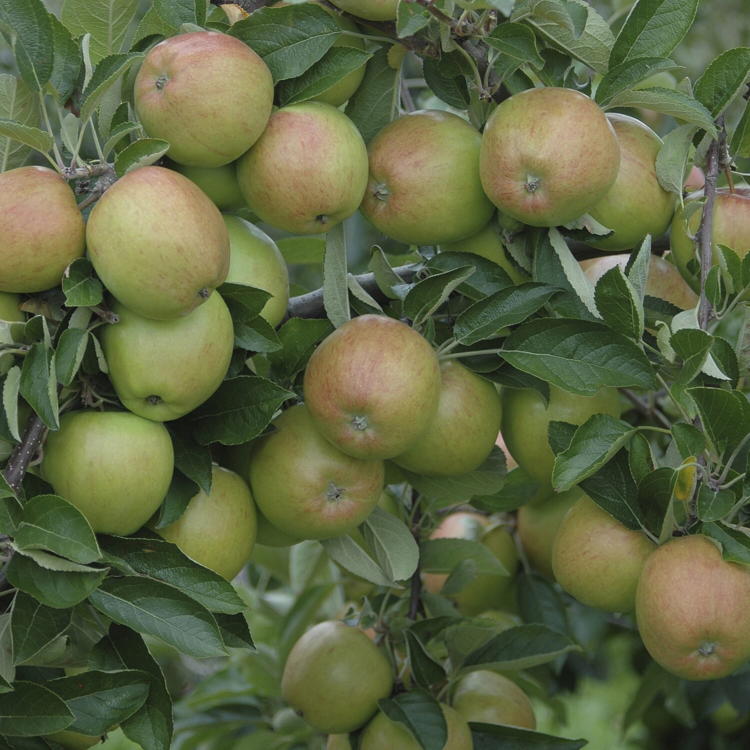 Gardening Direct The Ultimate Mini Orchard Collection x 4 Bare Root Fruit Trees