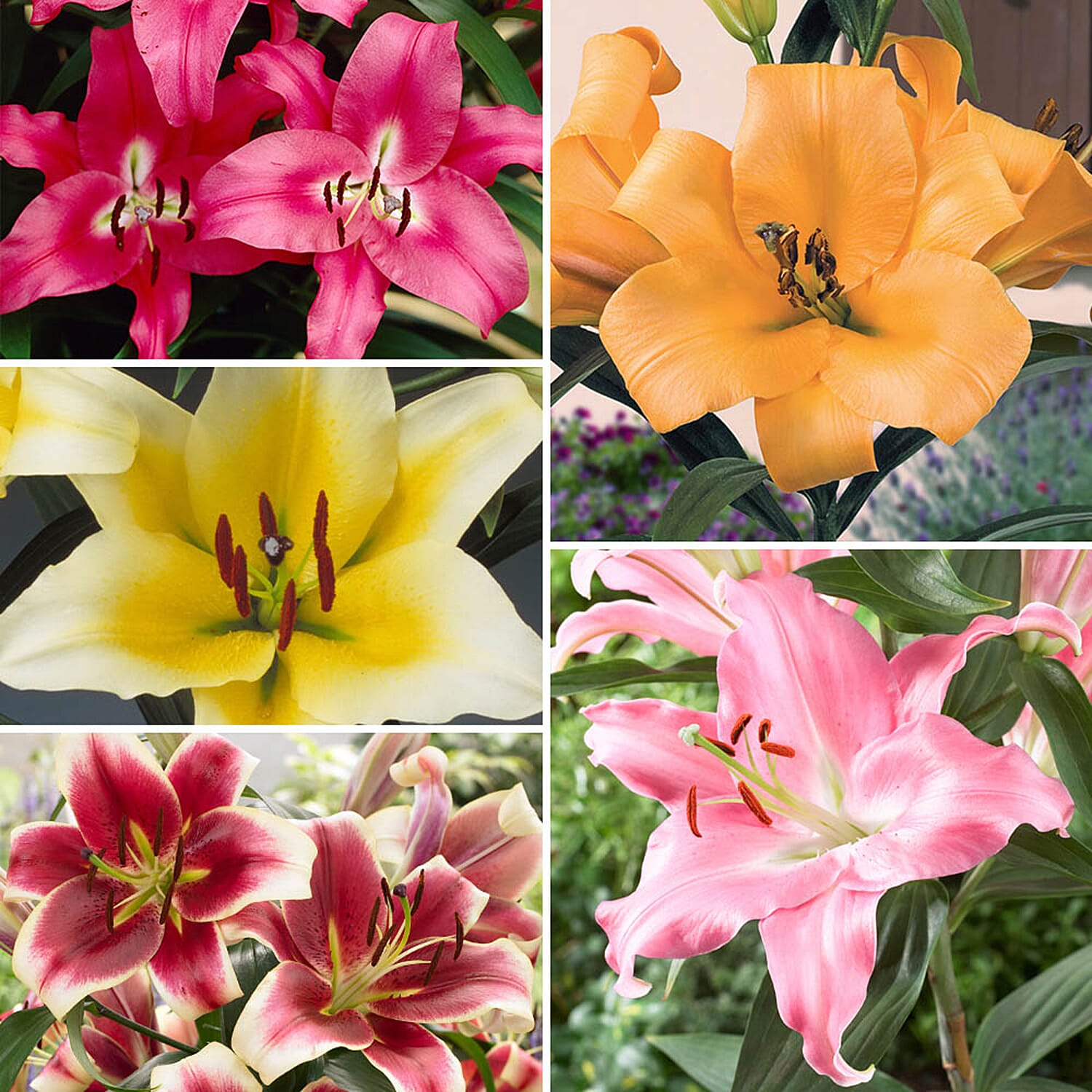 Gardening Direct Pack of 5 Varieties of Skyscraper Lilies x 25 Bulbs