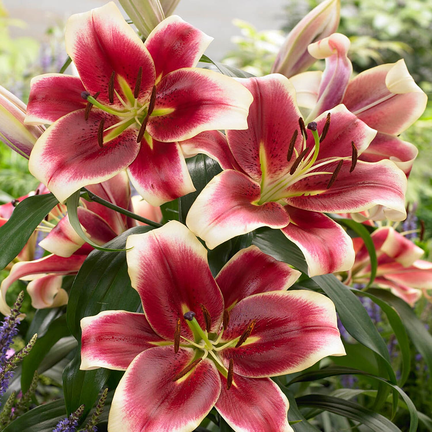 Gardening Direct Pack of 5 Varieties of Skyscraper Lilies x 25 Bulbs