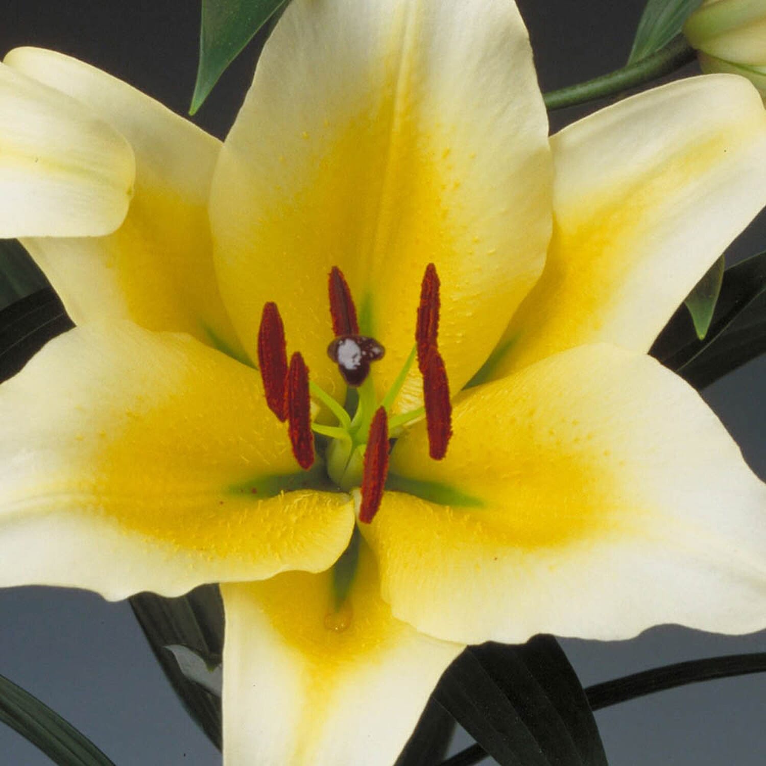 Gardening Direct Pack of 5 Varieties of Skyscraper Lilies x 25 Bulbs