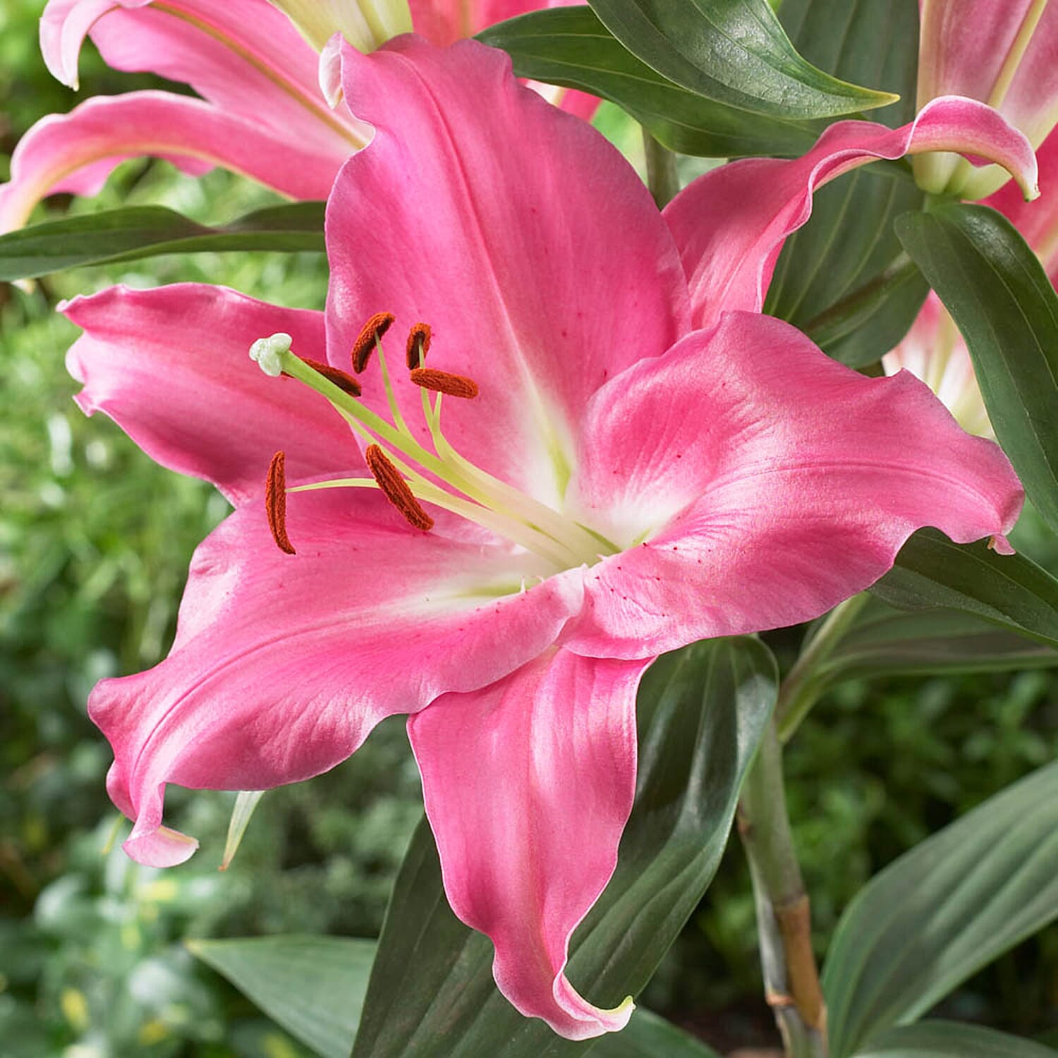 Gardening Direct Pack of 5 Varieties of Skyscraper Lilies x 25 Bulbs