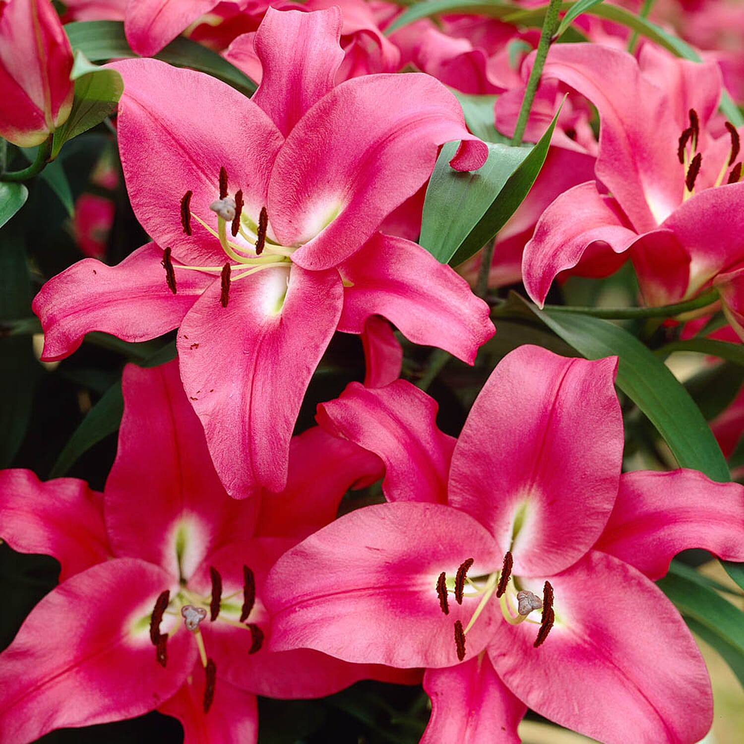 Gardening Direct Pack of 5 Varieties of Skyscraper Lilies x 25 Bulbs