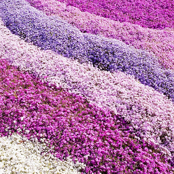 Gardening Direct Creeping Phlox Collection x 12 plugs - 8859112 - TJC