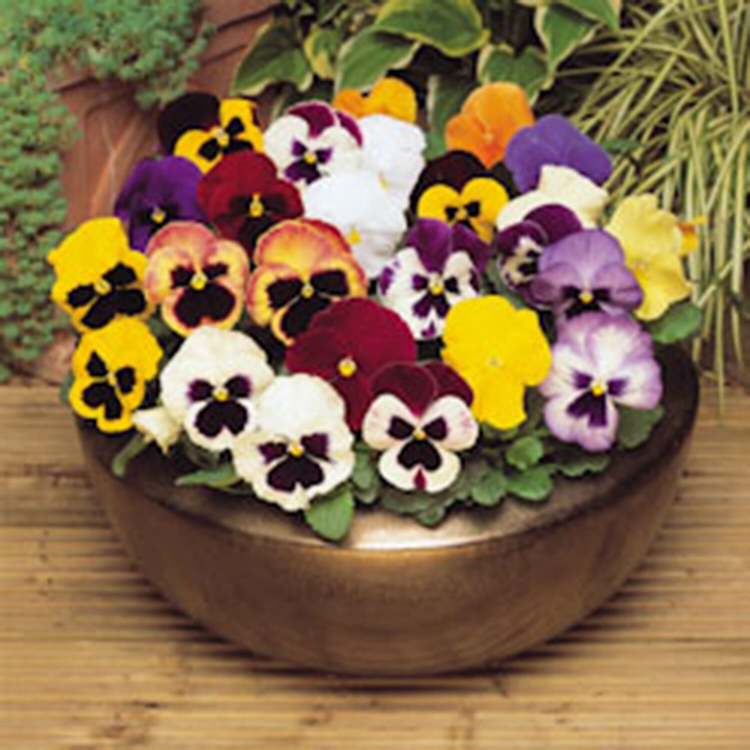 Gardening Direct Pansy Matrix Mixed Garden Ready Plants x 20