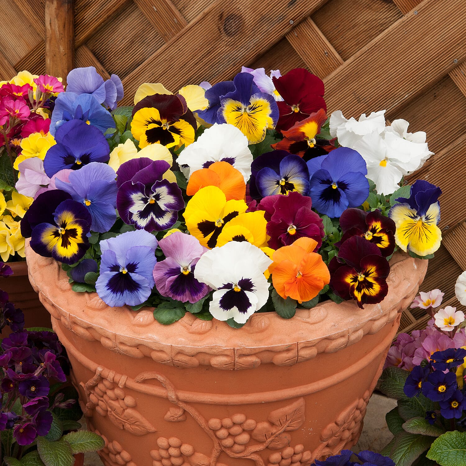 Gardening Direct Pansy Matrix Mixed Garden Ready Plants x 20