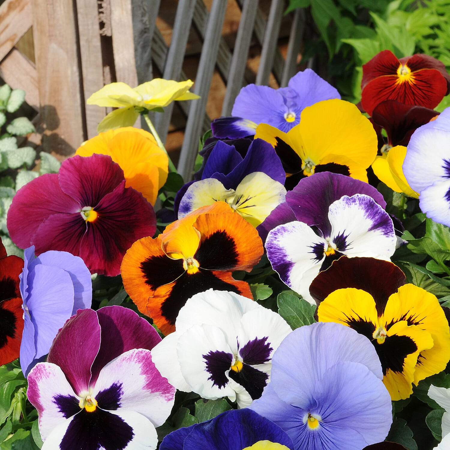 Gardening Direct Pansy Matrix Mixed Garden Ready Plants x 20