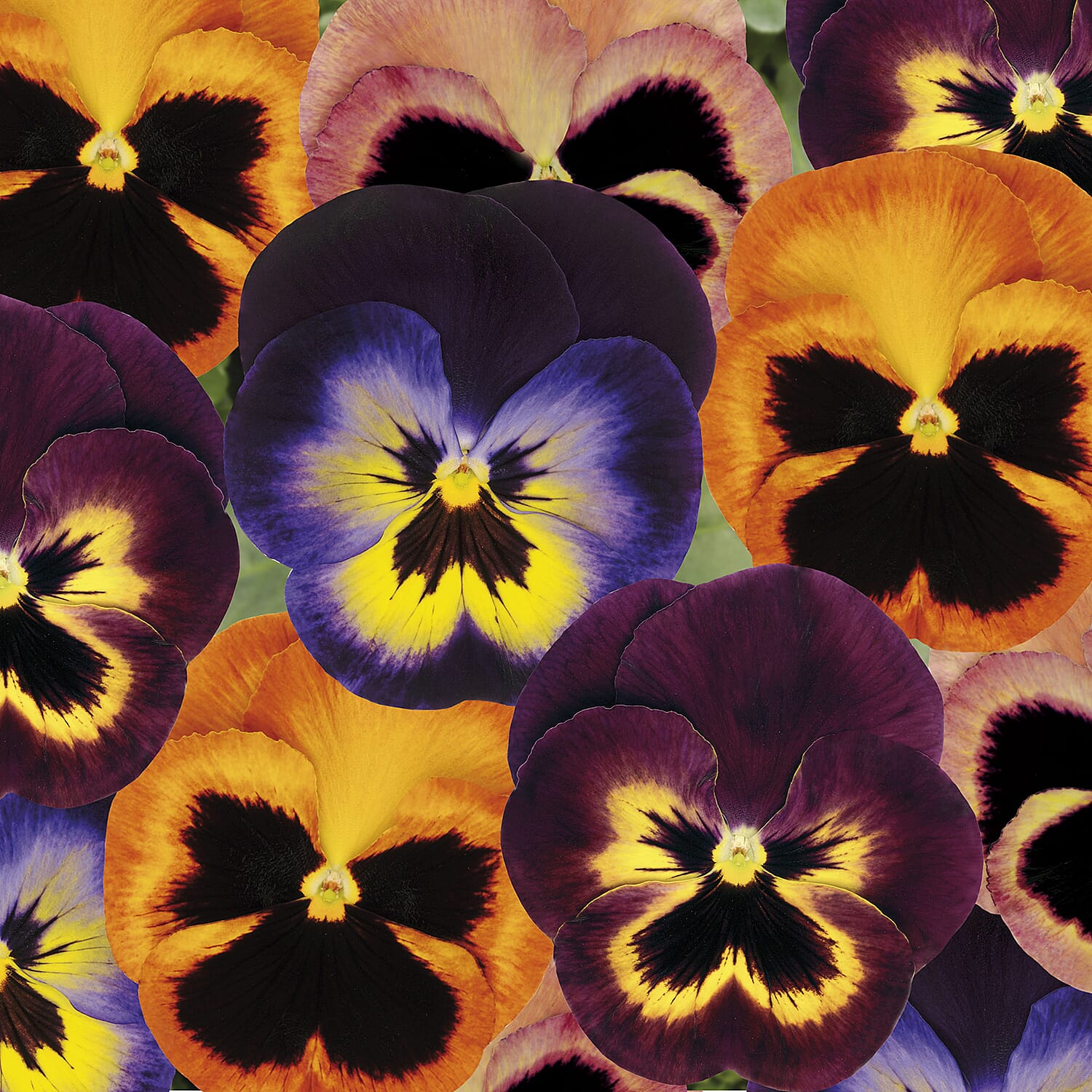 Gardening Direct Pansy Matrix Mixed Garden Ready Plants x 20