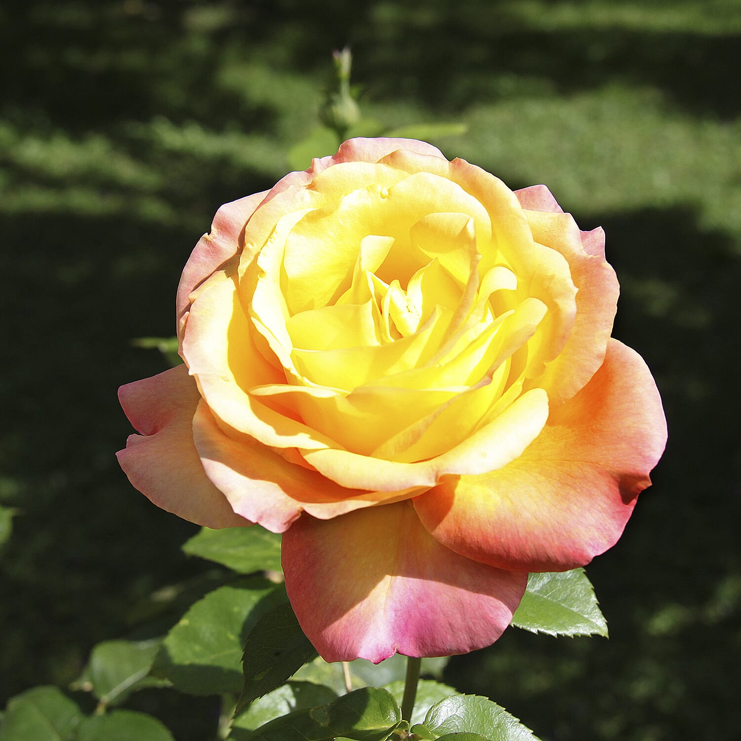 Gardening Direct Beautiful British Fragrant Rose Collection Bare Roots x 5