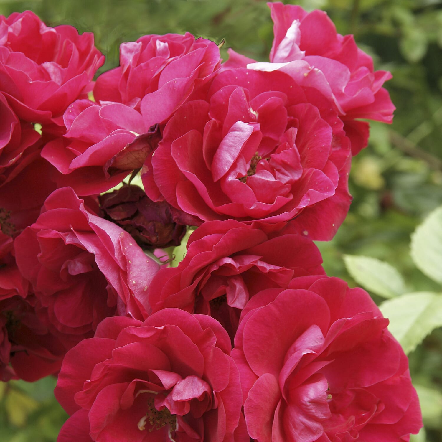 Gardening Direct Beautiful British Fragrant Rose Collection Bare Roots x 5