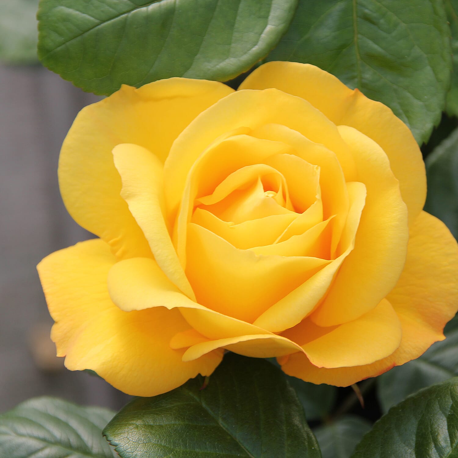 Gardening Direct Beautiful British Fragrant Rose Collection Bare Roots x 5