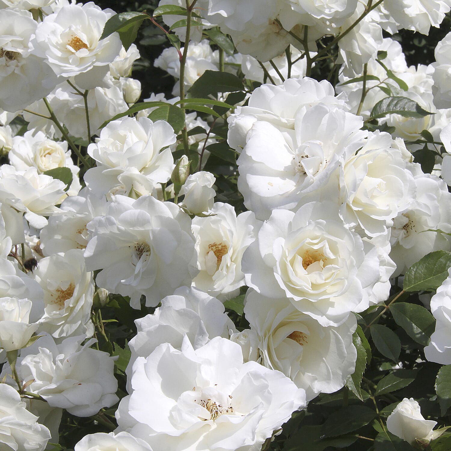 Gardening Direct Beautiful British Fragrant Rose Collection Bare Roots x 5