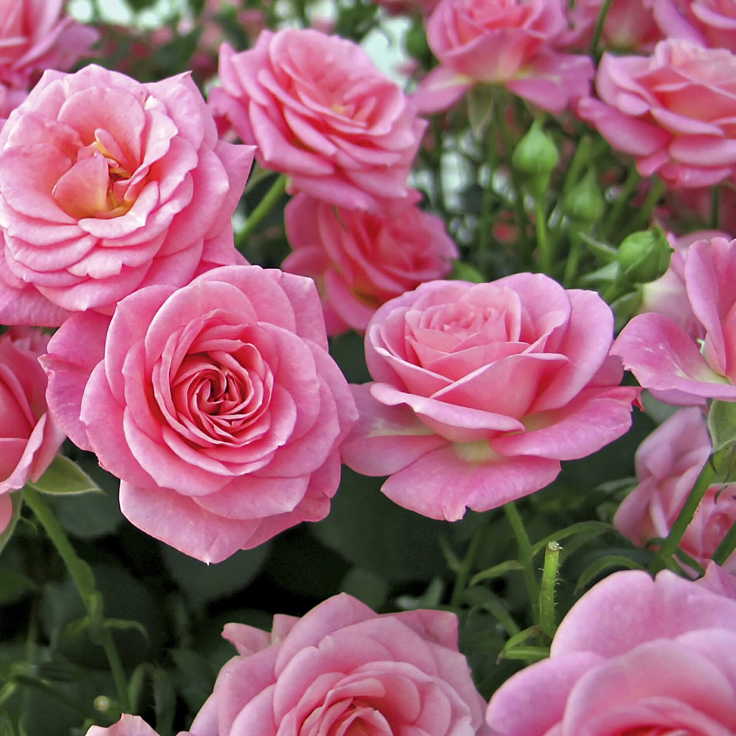Gardening Direct Beautiful British Fragrant Rose Collection Bare Roots x 5