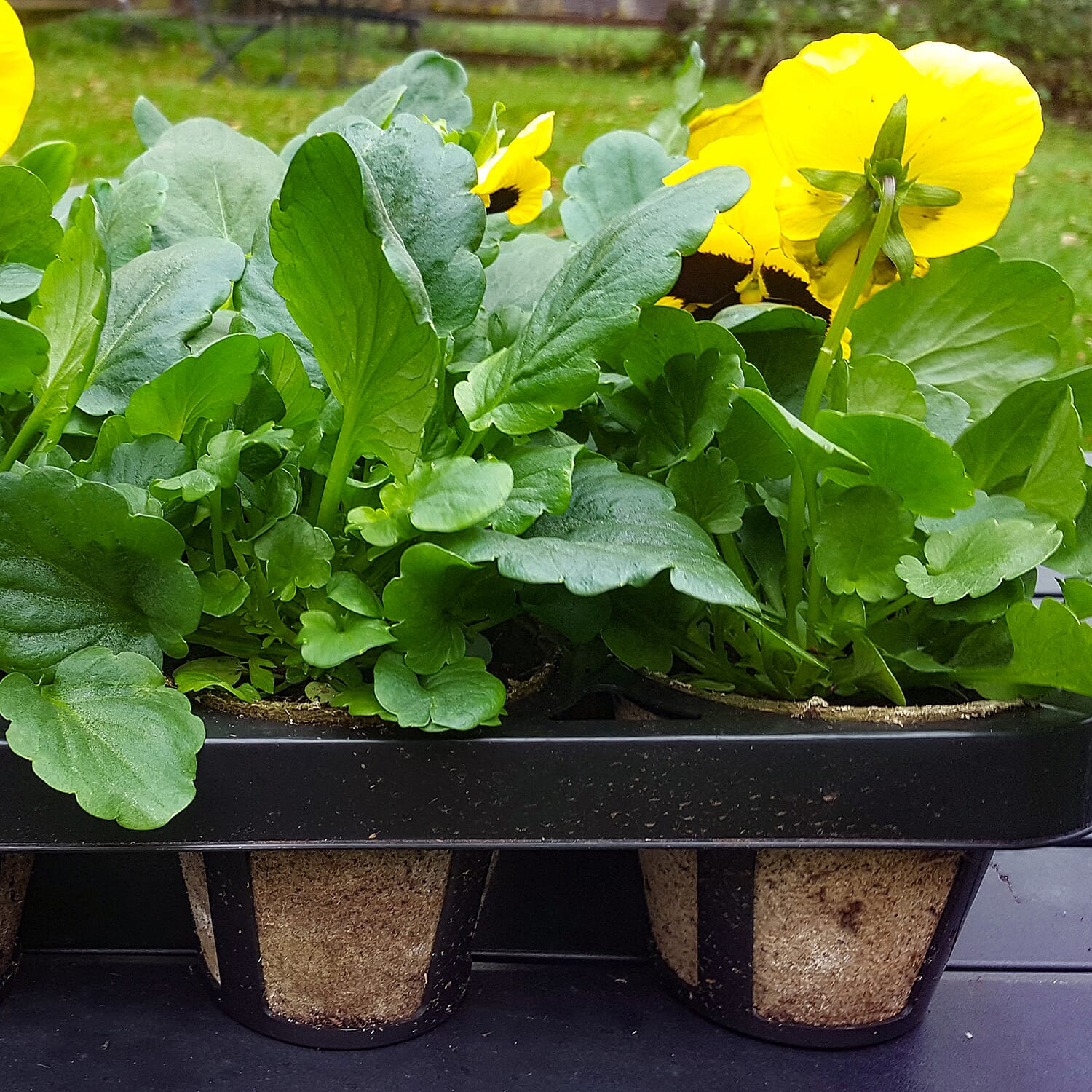 Gardening Direct Skelly Tray and 12 Jiffy Pots