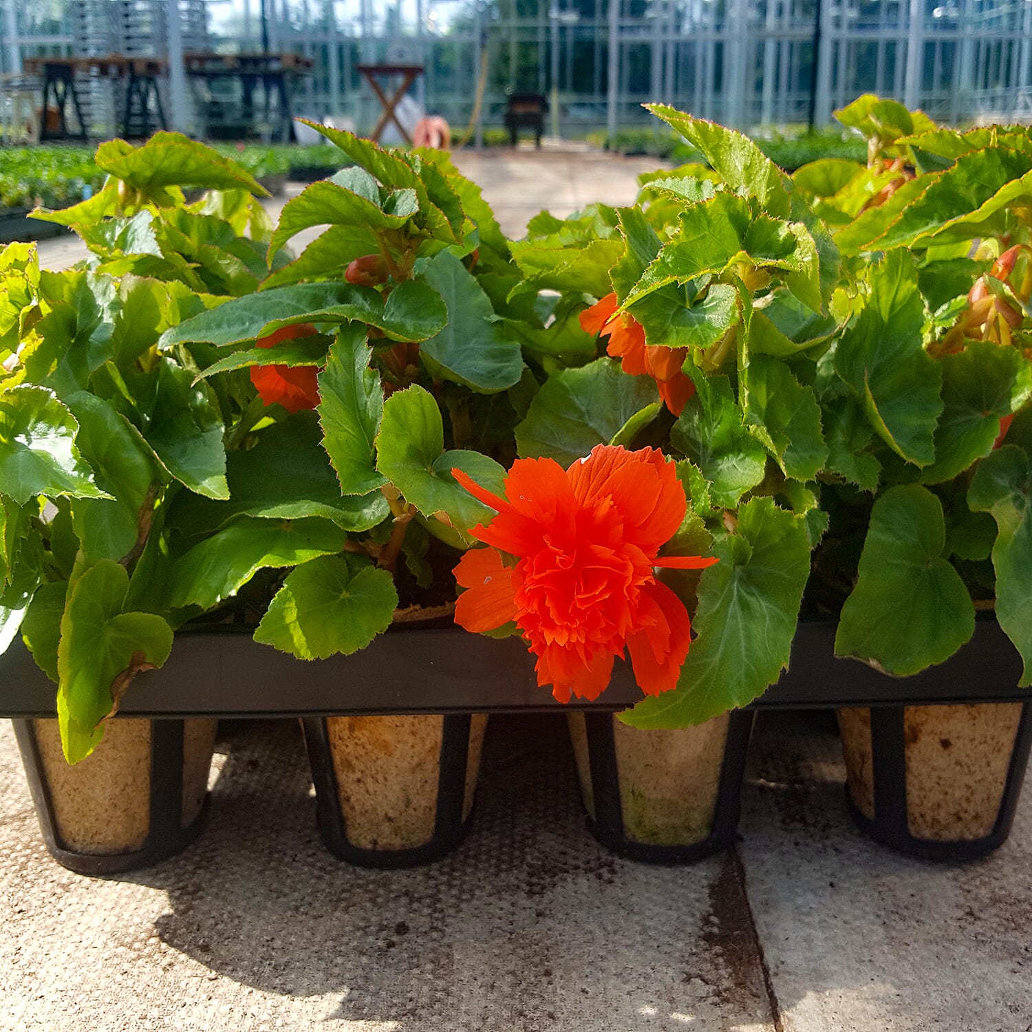 Gardening Direct Skelly Tray and 12 Jiffy Pots